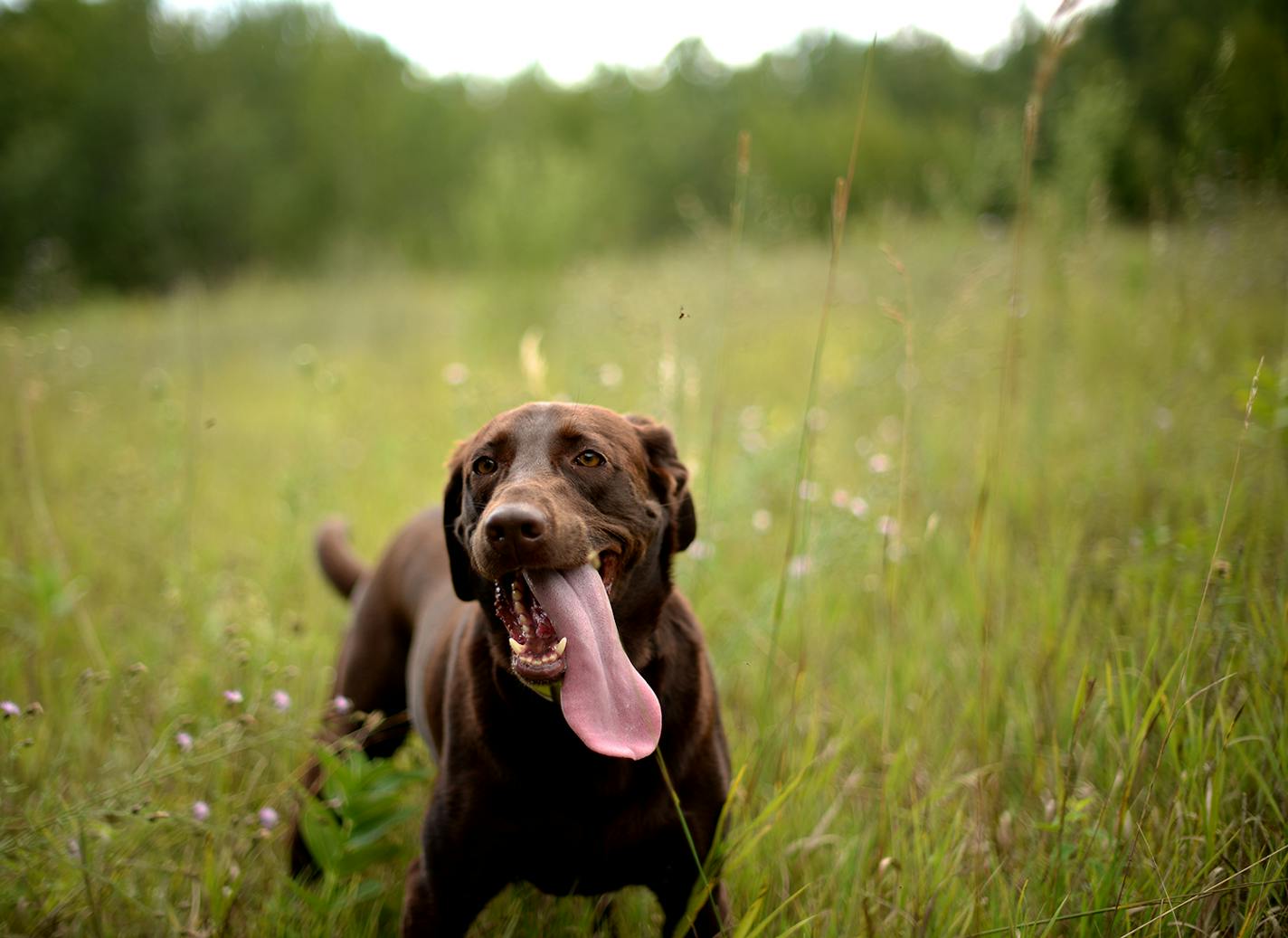 Kiya, the 3-year old chocolate lab hunting dog of John Newpower, roamed around some of the land given to the DNR by Pheasants Forever. ] (AARON LAVINSKY/STAR TRIBUNE) aaron.lavinsky@startribune.com The nonprofit Pheasants Forever has bought 200 prime acres of natural land in Anoka County and given it to the DNR to be part of the Carlos Avery Wildlife Management Area. We tour the land with John Newpower on Thursday, August 4, 2016.