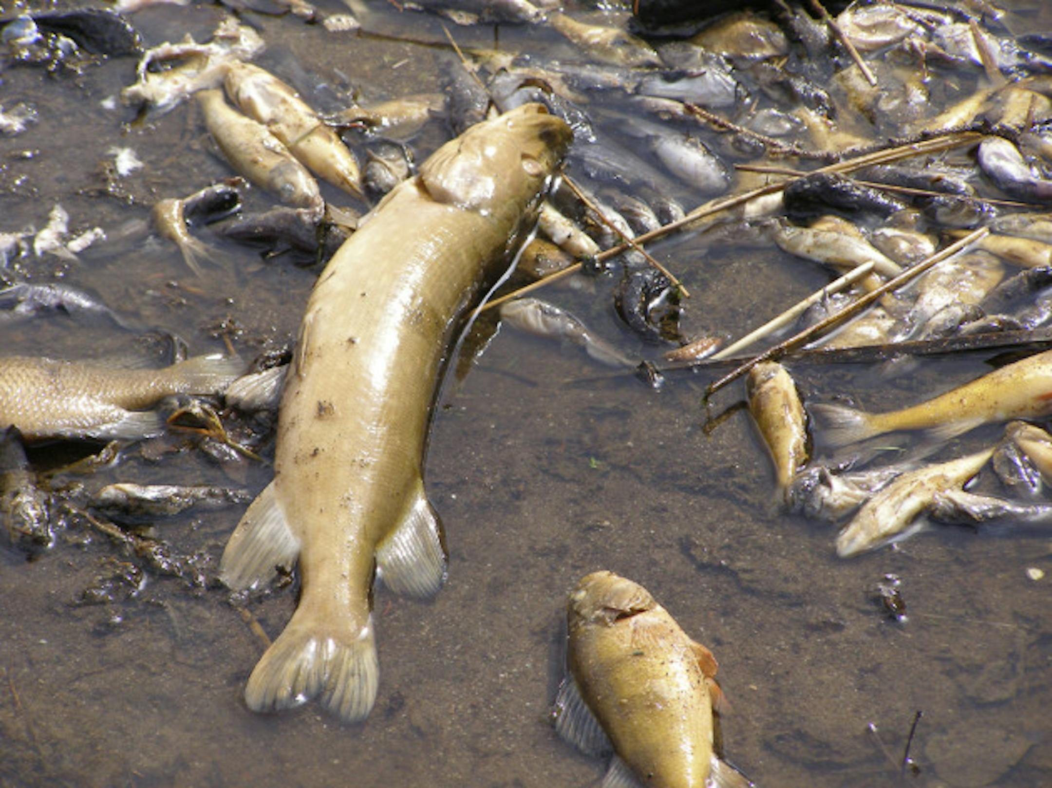 A fish kill recently on the Pelican River near Orr resulted in thousands of dead fish, including northerns, perch, crappies and bluegills. The fish died from lack of oxygen in the water.