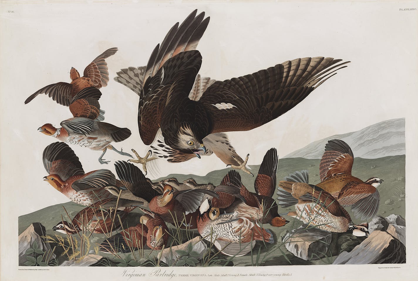 Provided by Bell Museum of Natural History A John James Audubon print in the "Audubon and the Art of Birds" exhibit at the Bell Museum of Natural History.