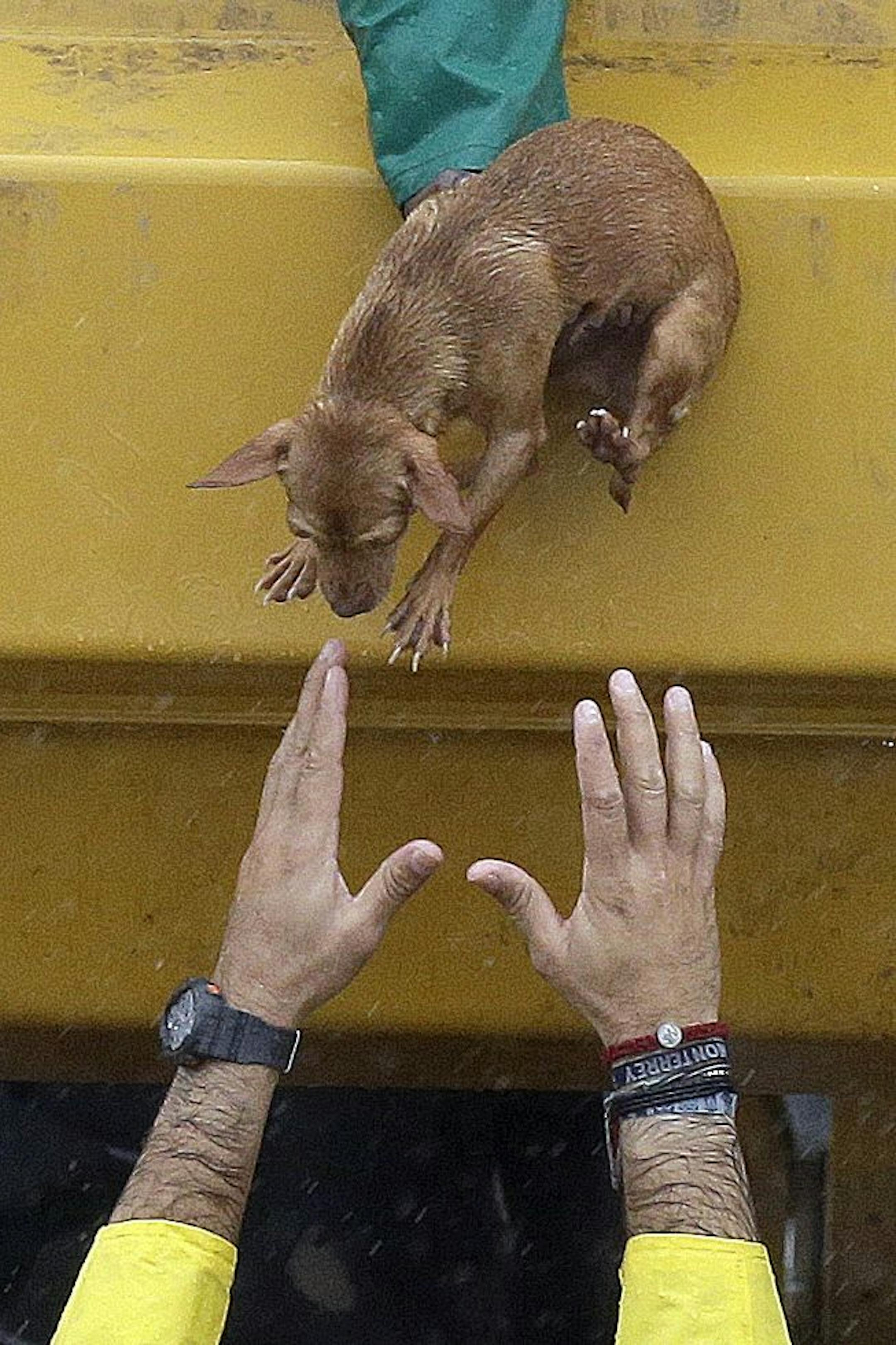 A man reaches to take a small dog from a rescue truck at the east Sam Houston Tollway as evacuations continue from flooding in Houston, Texas, Monday, Aug. 28, 2017, following Tropical Storm Harvey. A team of veterinarians and animal care staffers from the Twin Cities-based Animal Humane Society (AHS) will travel next week to Texas and help triage injured and traumatized animals rescued from the floods.