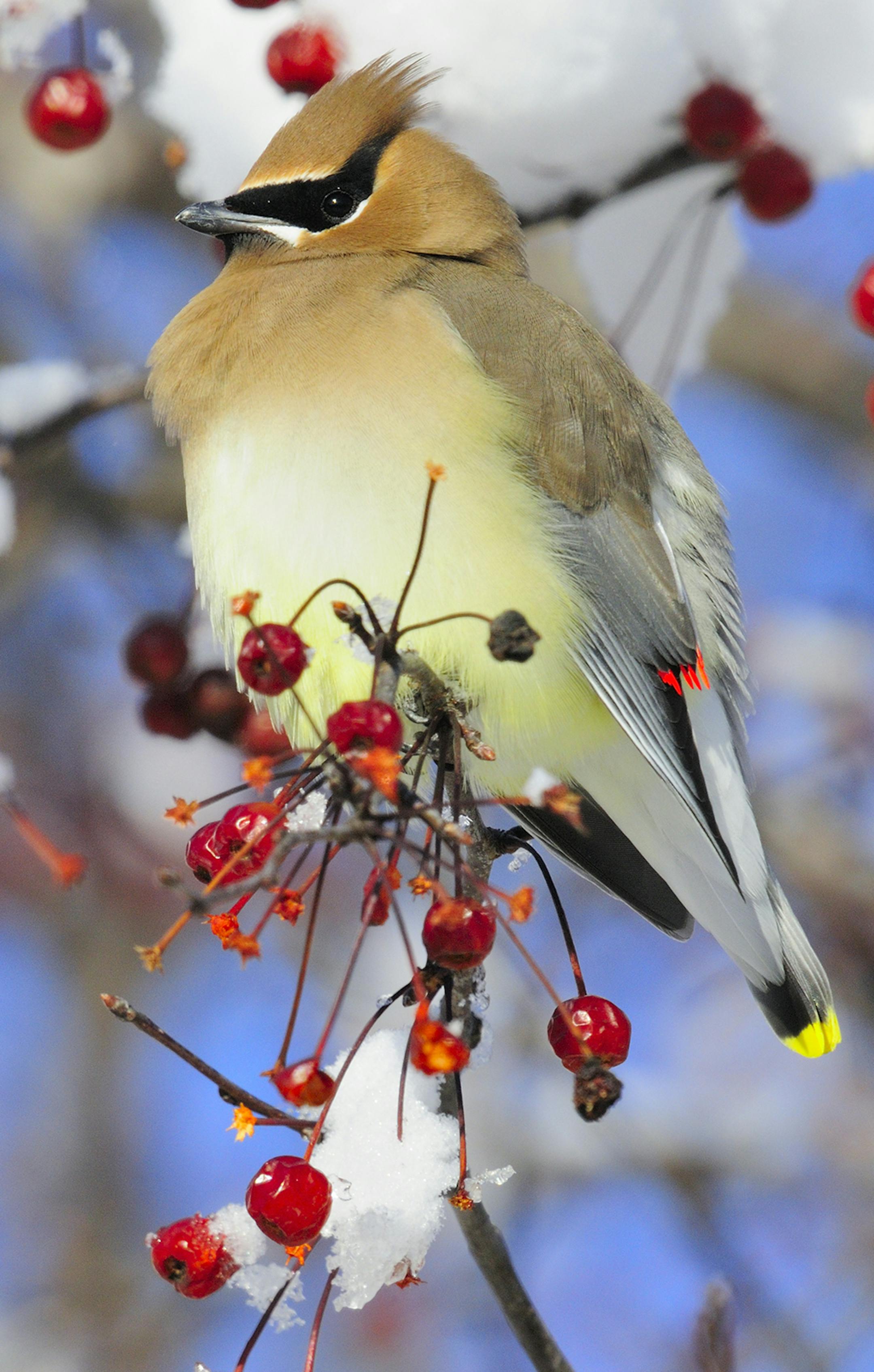 A cedar waxwing pauses while feeding on crabapples among snow covered branches.