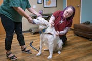 Dr. Sarah Smith gives “Kai,” Emily Post’s rescue dog a canine influenza vaccine at the St. Paul Pet Hospital in St. Paul, Minn., on Thursday, Ju