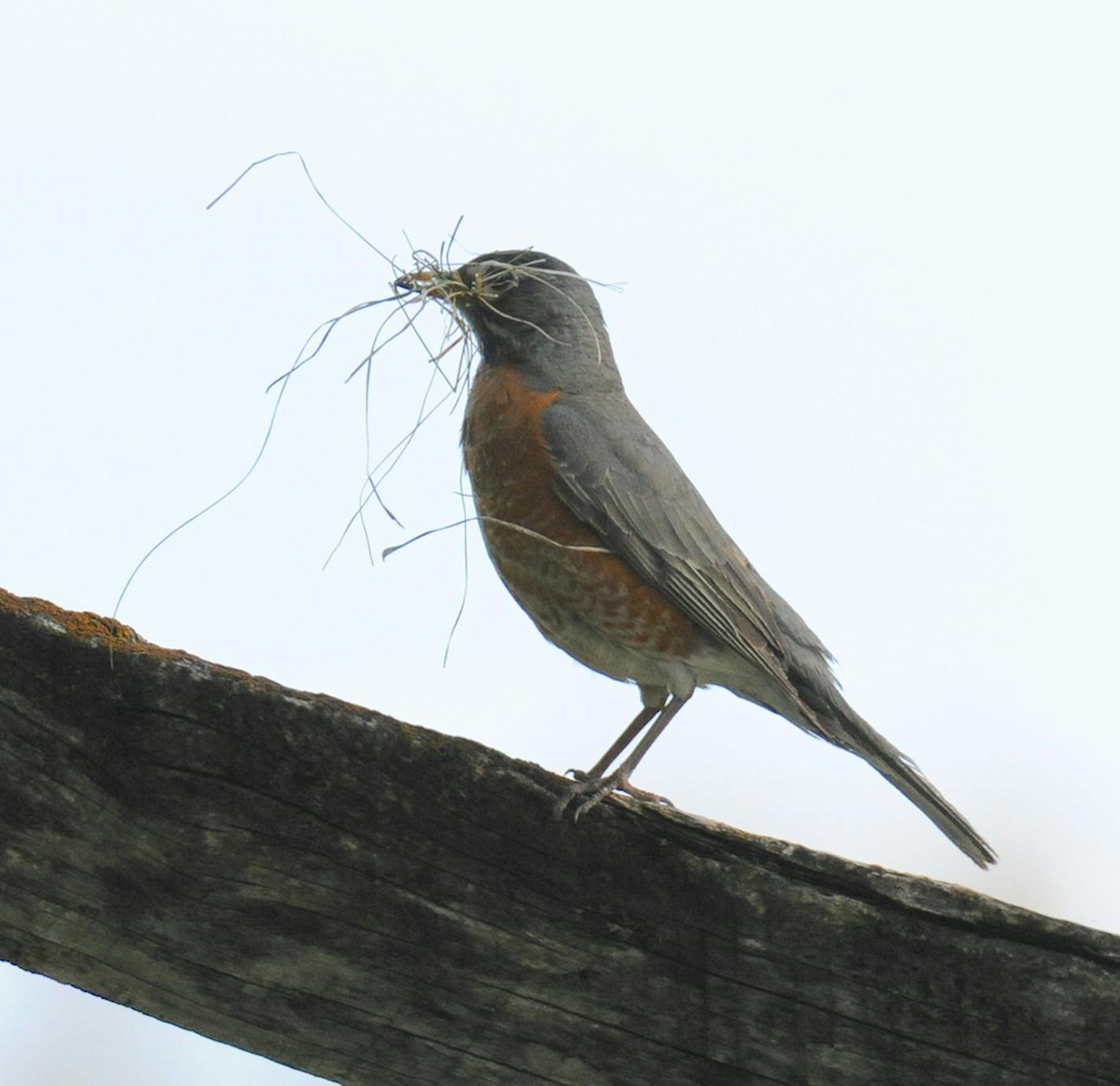 A robin perches on a fence with some dried grass in its beak.