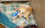 Riptide recovers after surgery at Rescued Pets Are Wonderful in Blaine.