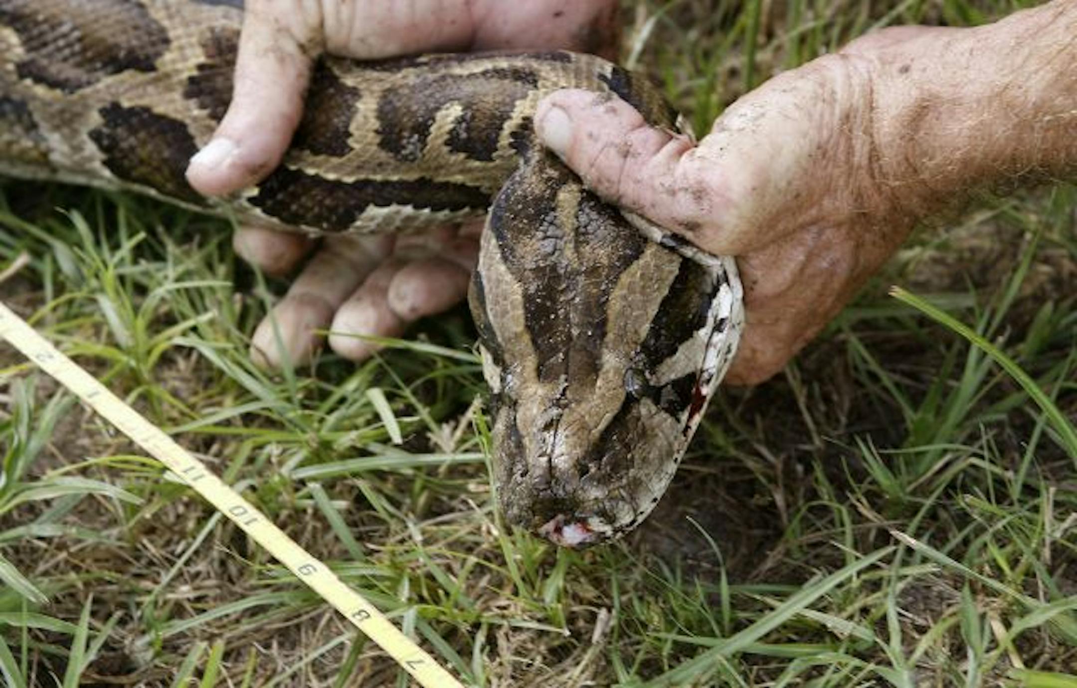 Burmese python