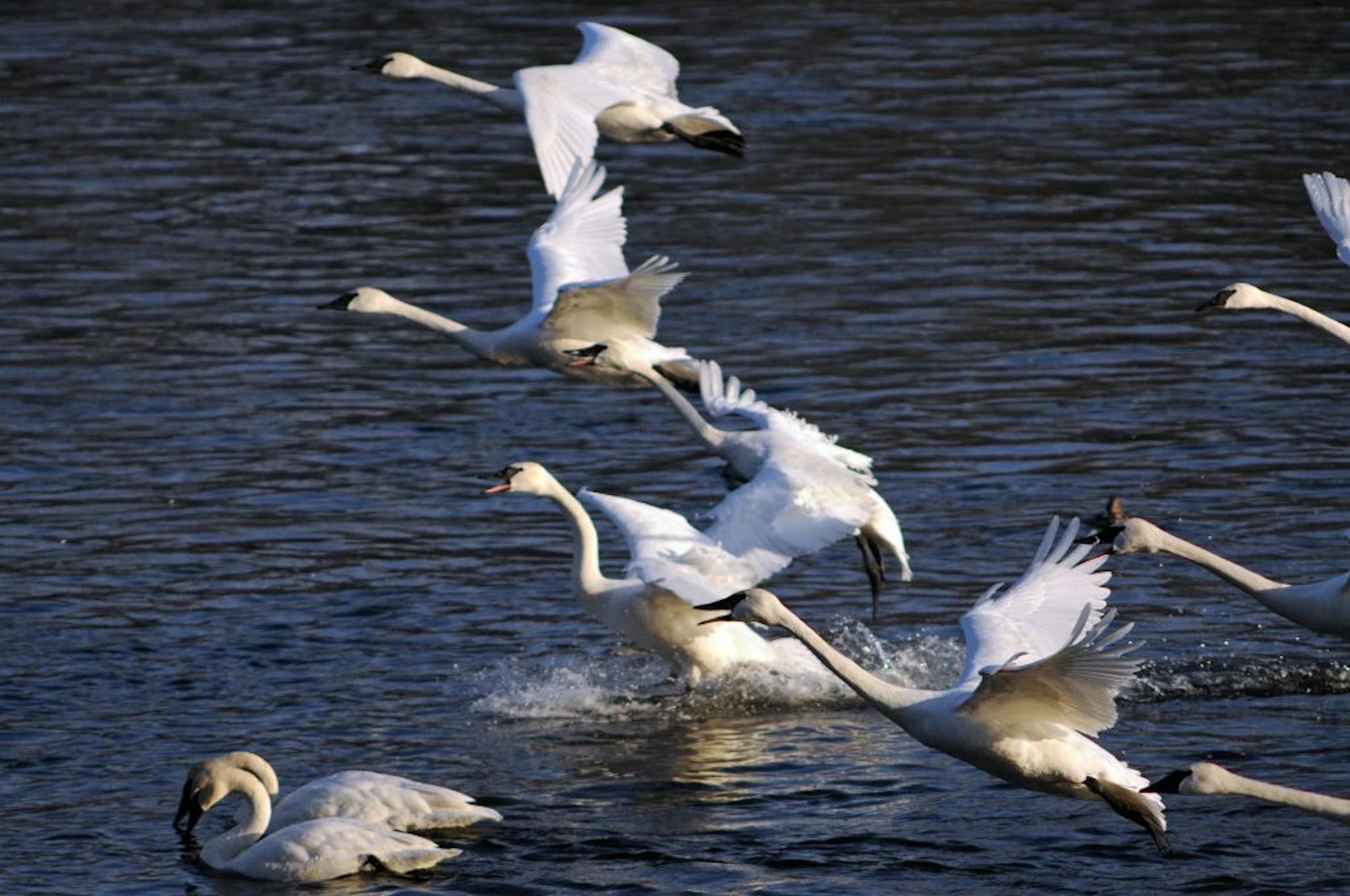 Jim Lawrence feeds 1,700 pounds of corn to 2,000 trumpeter swan that gather on the Mississippi River at Monticello in the open water created by the Monticello Nuclear Power Plant. It is one of the largest congregations of trumpeter swan in the world. In Minnesota the trumpeter swan was hunted to extinction, but today It has made a very dramatic come back thanks in part to Sheila and Jim Lawrence and their feeding program.