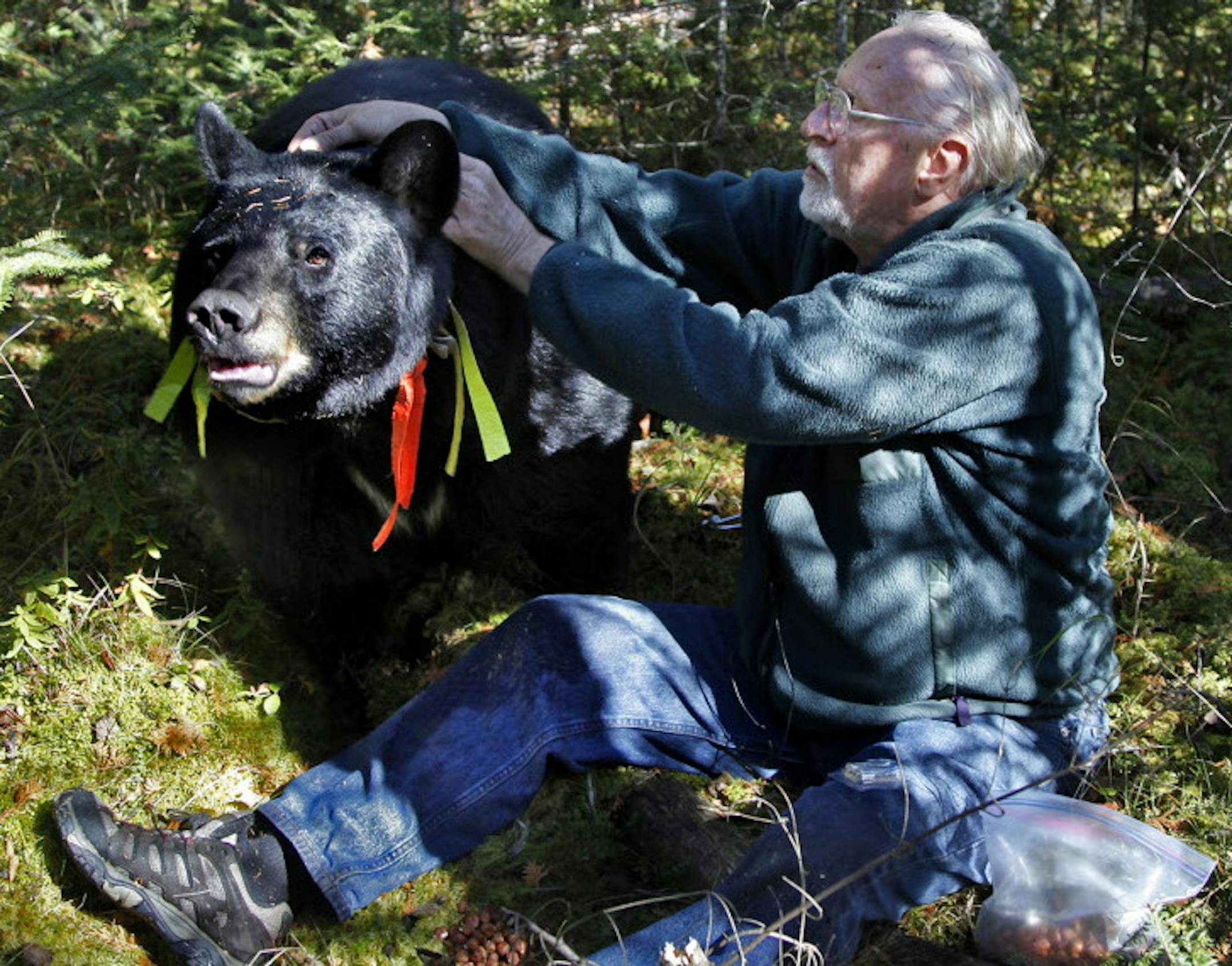 BRIAN PETERSON ï brianp@startribune.com ELY, MN - 10/04/2010 ] After a long search through a dense spruce bog, Lynn Rogers, founder and Executive Director of the North American Bear Center in Ely, was able to approach Brave Heart, one of the collared black bears in his study. Brave Heart who weighs 400 pounds allowed Rogers to change the batteries in the bears GPS collar and record it's heart rate without the use of a tranquilizer. ORG XMIT: MIN2013062817435597 ORG XMIT: MIN1409241947341937