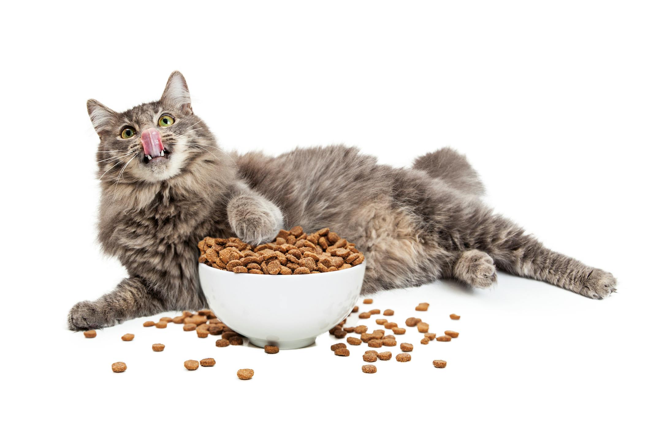 A large longhair grey color cat lying down and licking lips with paw in an overflowing bowl of food