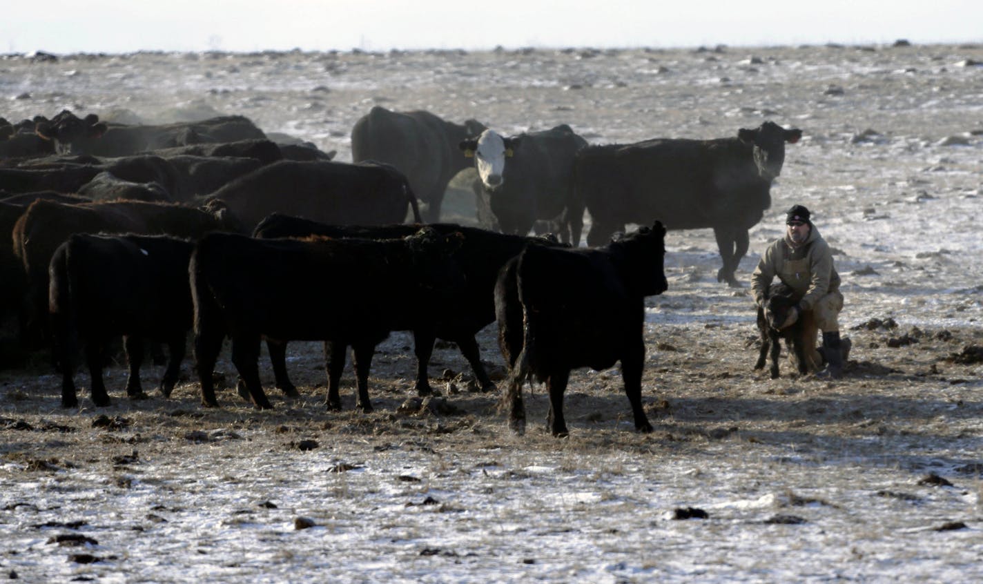 Bill Conley holds a calf for nursing after returning it to the herd on his farm near Delia, Kan., Friday, Feb. 1, 2013. Conley found the calf separated from it's mother after feeding the herd. A much anticipated government count shows the nation's cattle herd has shrunk to its smallest size in more than six decades amid a widespread drought that has forced ranchers to sell off their animals. (AP Photo/Orlin Wagner)