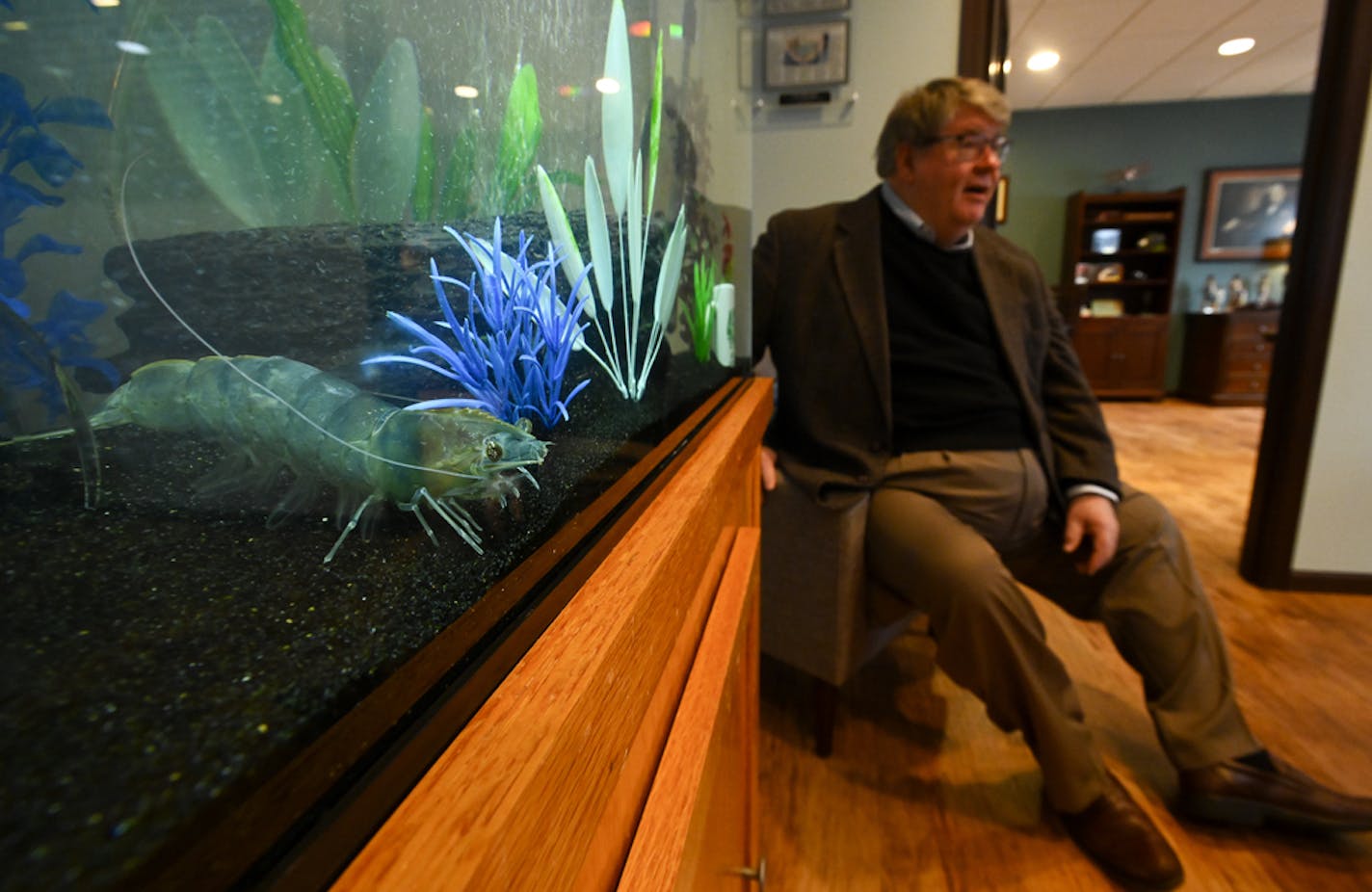 A Pacific white-legged shrimp raised at tru Shrimp's Balaton facility. To the right, tru Shrimp president and CEO, Mike Ziebell. ] Aaron Lavinsky &#xa5; aaron.lavinsky@startribune.com Photos to accompany Josephine's story on water use in Southwest Minnesota photographed Monday, Nov. 26, 2018 in Balaton, Minn.