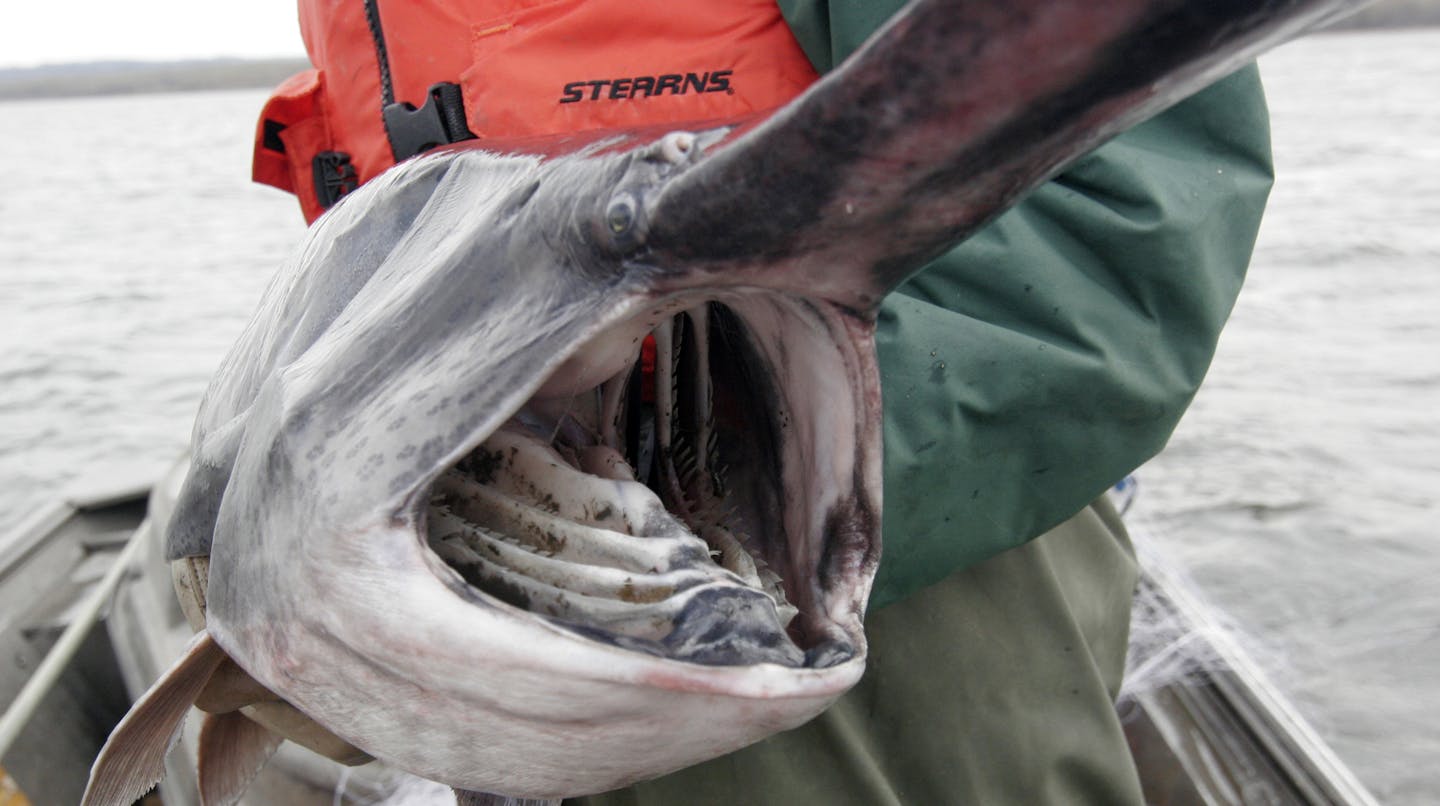 The paddlefish, a fish which was around before the dinosaurs, is making a comeback in Minnesota. Smaller paddlefish are being netted, so they are reproducing. And researchers like Hoxmeier want to make sure the species survives. &#x201c;I&#x2019;d hate to see them disappear on our watch,&#x201d; he said.