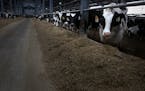 Dairy cows eat at a farm near Lewiston on Feb. 17, 2020. ] ANDY KOSIER &#x2022; andy.kosier@startribune.com