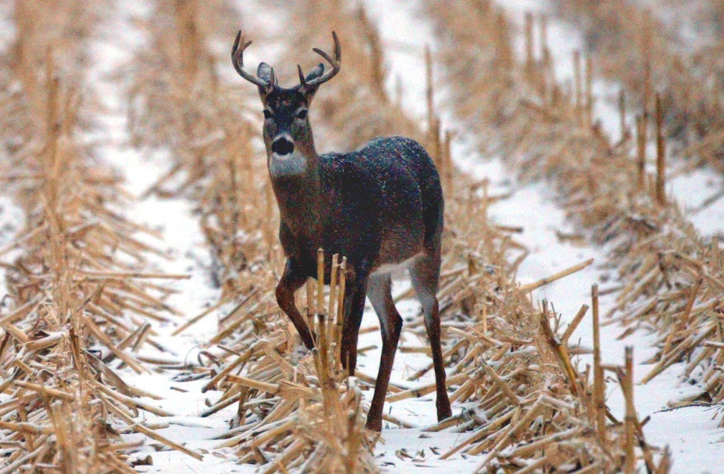 A whitetail buck is spotted in a Minnesota corn field.