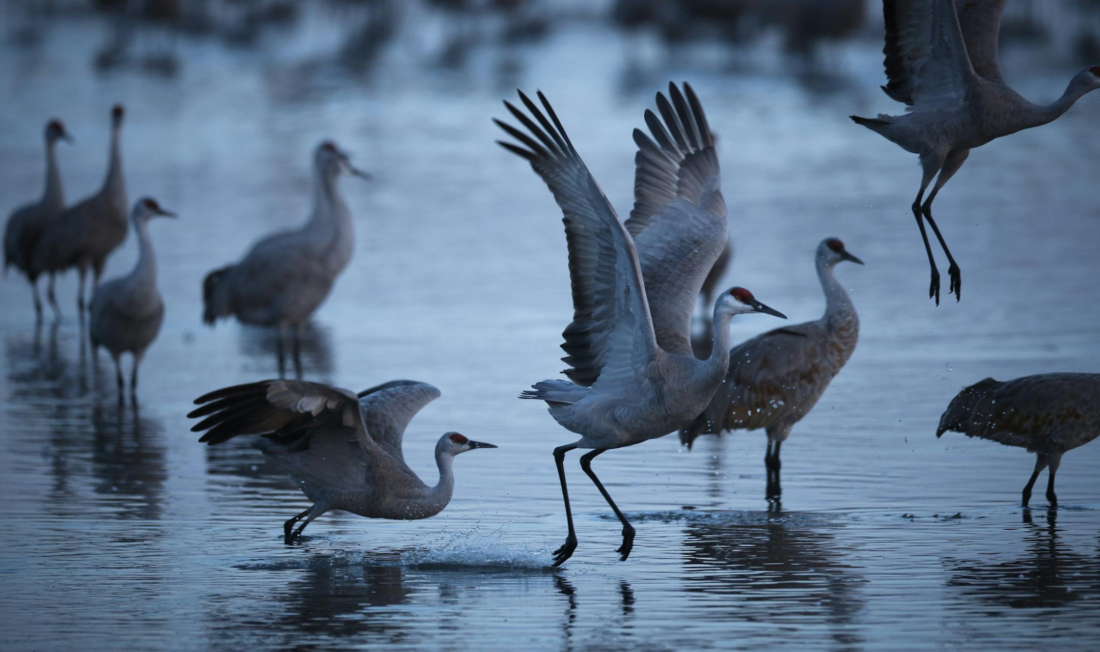 Lesser sandhill cranes on the Platte River near Gibbon, Neb., March 29, 2013. (E. Jason Wambsgans/Chicago Tribune/TNS)