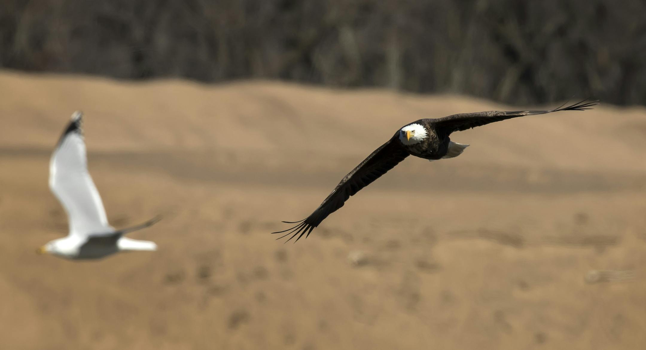 Eagles everywhere: March is the premier month for eagle viewing in southeastern Minnesota. Resident and migratory birds congregate in the Mississippi River Valley. And eagle enthusiasts — almost 1,400 last weekend — flock to the National Eagle Center in Wabasha to learn more about them.