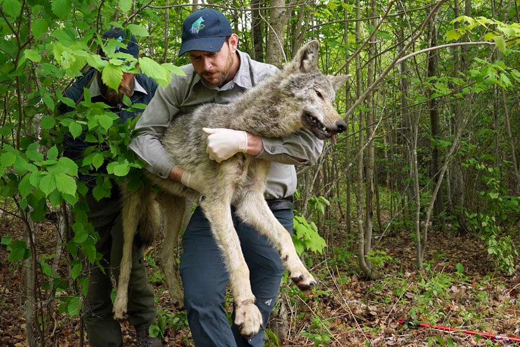 Unlocking the secrets of the wolf, Minnesota's ancient predator