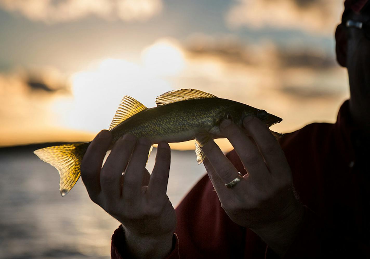 This walleye was caught on Lake Mille Lacs in 2015.