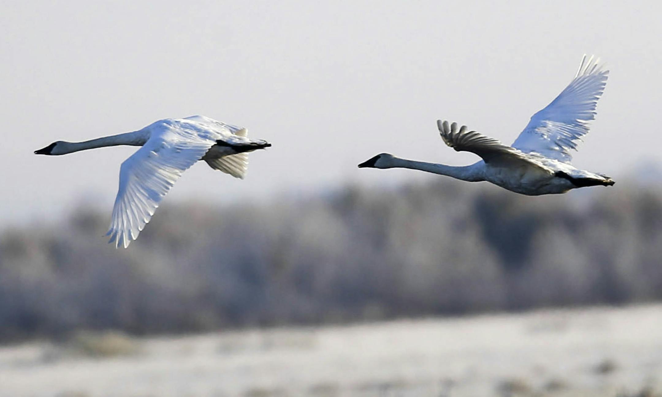 Trumpeter swans cruise by a field of sandhill cranes Saturday, Oct. 11, 2014, at Crex Meadows Wildlife Area in Grantsburg, WI.](DAVID JOLES/STARTRIBUNE)djoles@startribune.com Crex Meadows Wildlife Area is a 30,000 acre wildlife area wetlands located near the St. Croix River and Grantsburg, WI. Crex is home to more than 700 plant species and 270 species of birds use Crex, including around 10,000 sandhill cranes during their annual fall migration south.