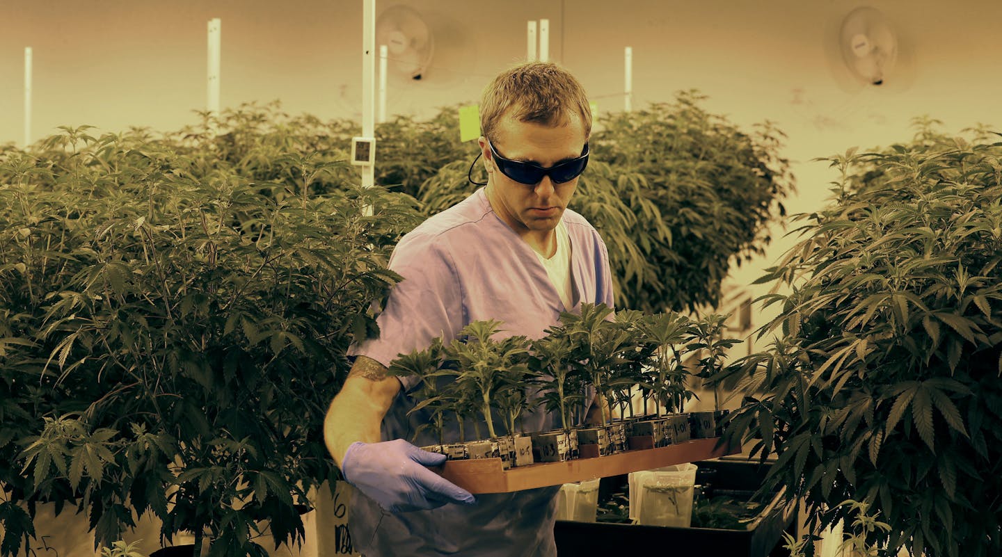 An employee sorted marijuana plants during a tour of Leafline labs a 42,000-square-foot marijuana greenhouse and production facility Wednesday June 17, 2015 in Cottage Grove MN.] Jerry Holt/ Jerry.Holt@Startribune.com