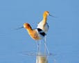American avocets glide through shallow waters to catch invertebrates. Their coloring varies between summer and winter.