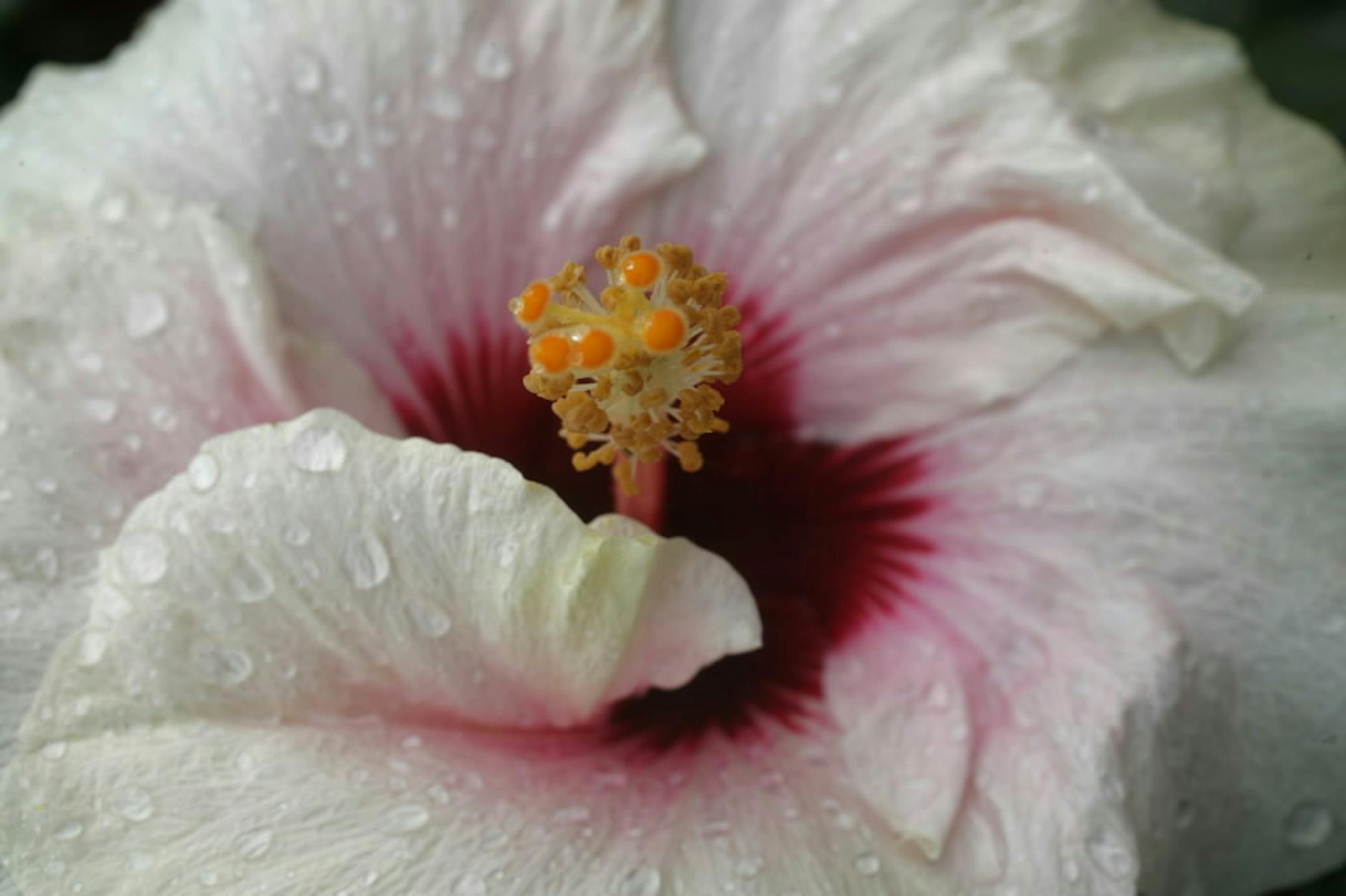 Hibiscus