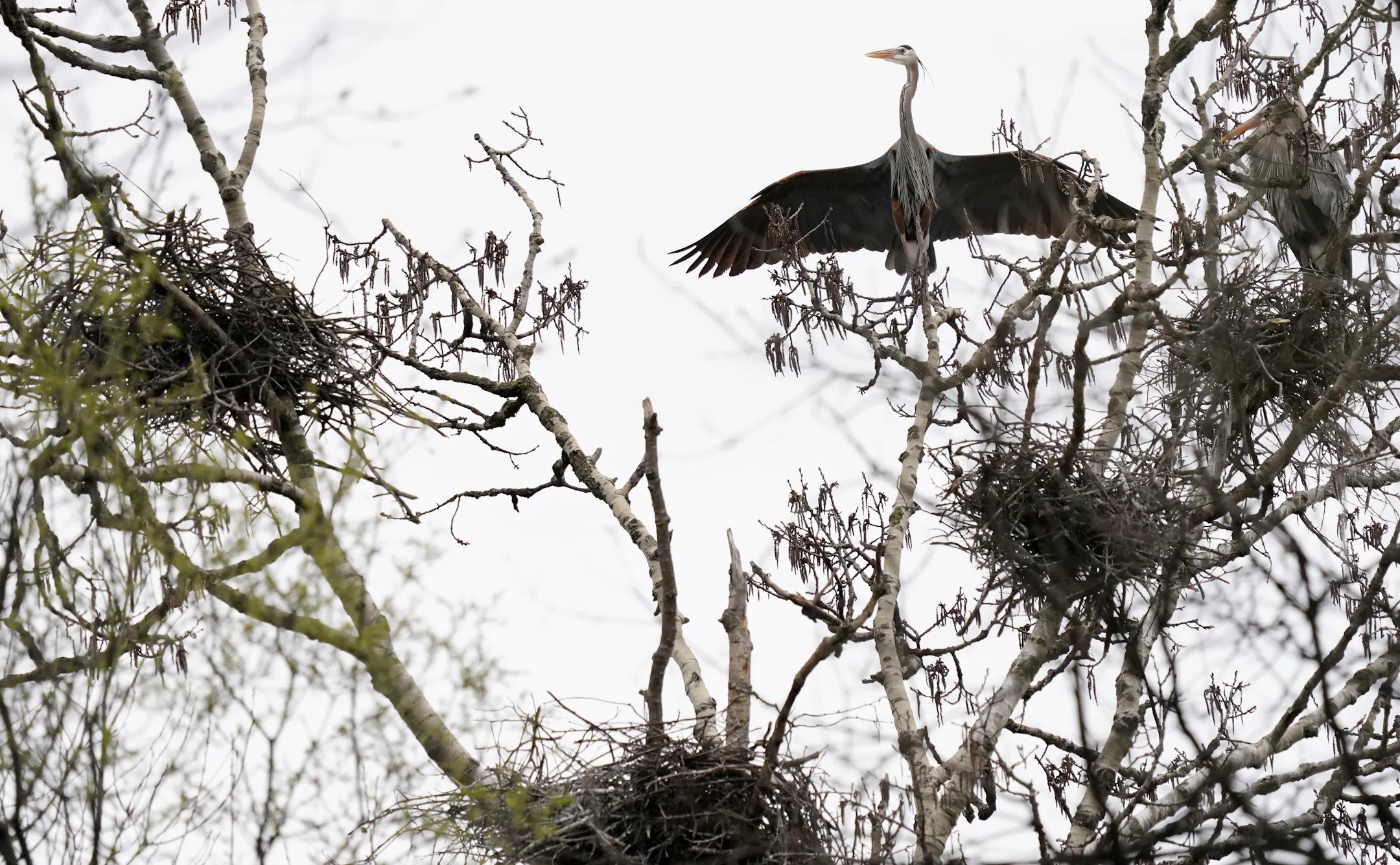 Great blue heron rookery halts development near Rochester