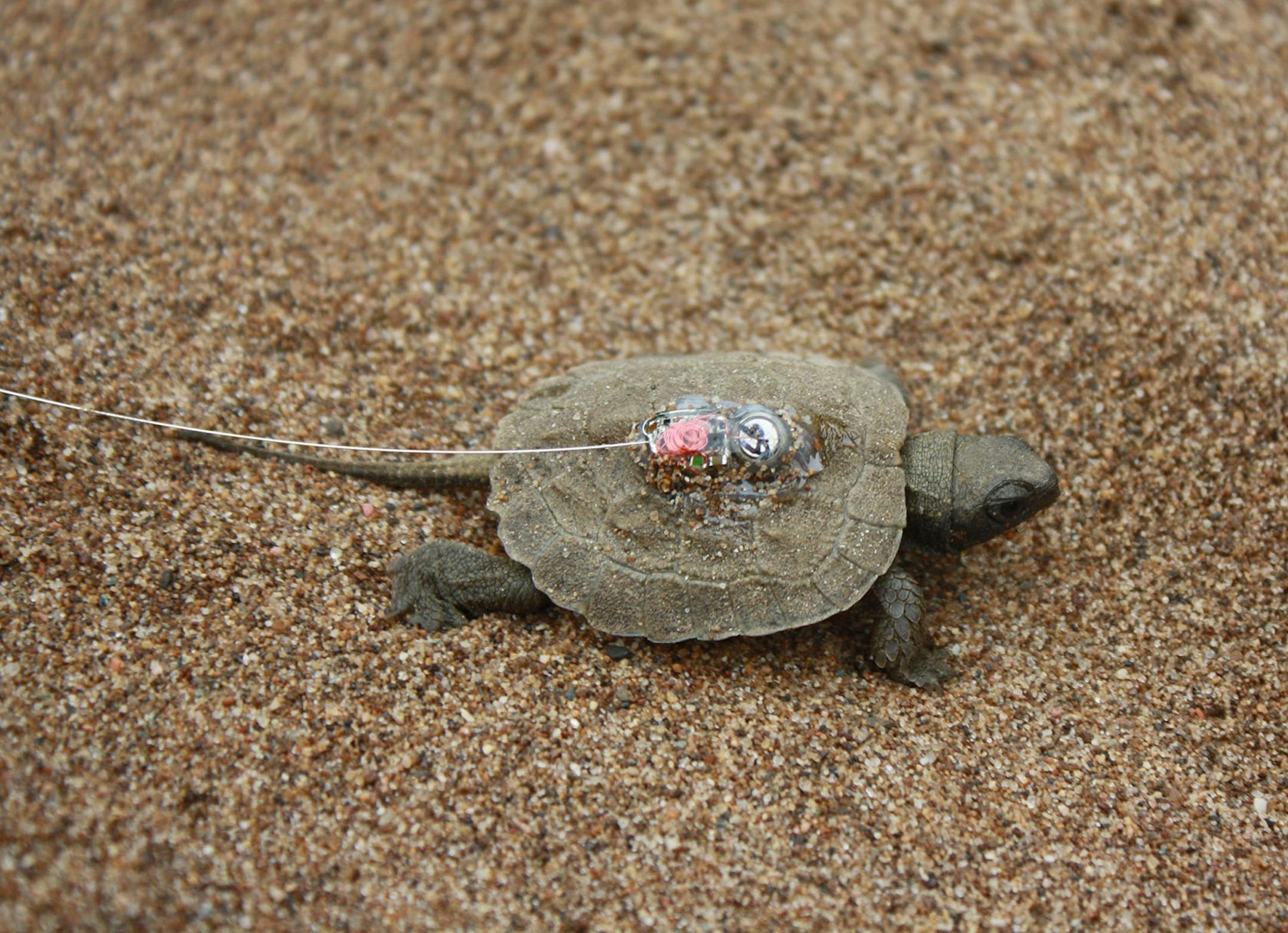 Transmitter on a wood turtle hatchling.