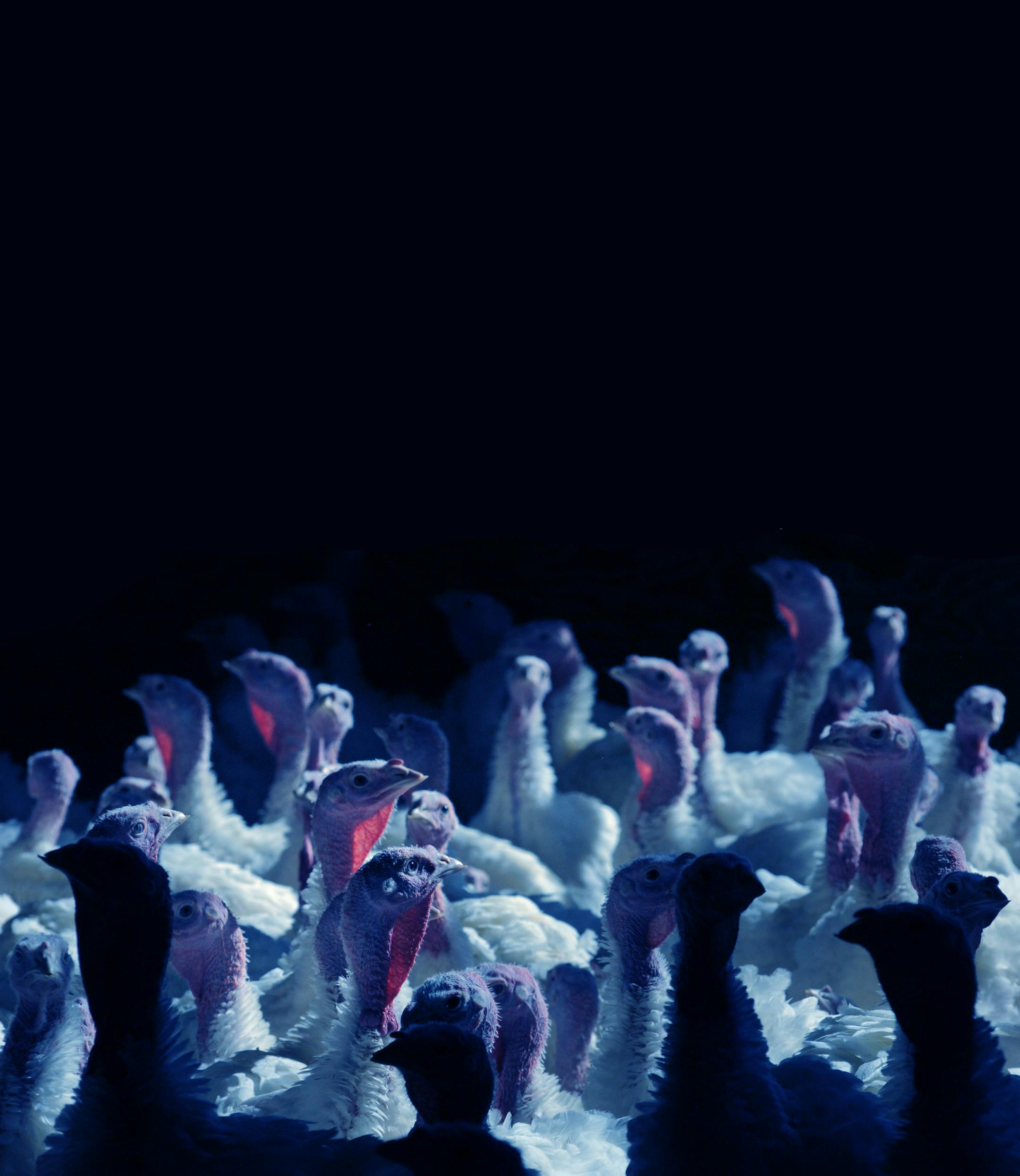 Most of the turkey growers that Minnesota veterinarian Jill Nezworski works with mix antibiotics into their birds√ï feed only to cope with disease √ë quelling a cough outbreak or easing a bout of avian diarrhea. In this turkey farm in Parkers Prairie, Minn no antibiotics were being used, because the flock was in very good health..Jill Nezworski flies across 7 states keeping a vigilant watch over poultry productions. ] Richard.Sennott@startribune.com Richard Sennott/Star T