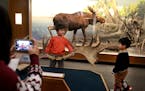 Visitors got to celebrate one last classic Bell Museum of Natural History moment on the University of Minnesota campus Wednesday, Dec. 29, 2016, in Mi