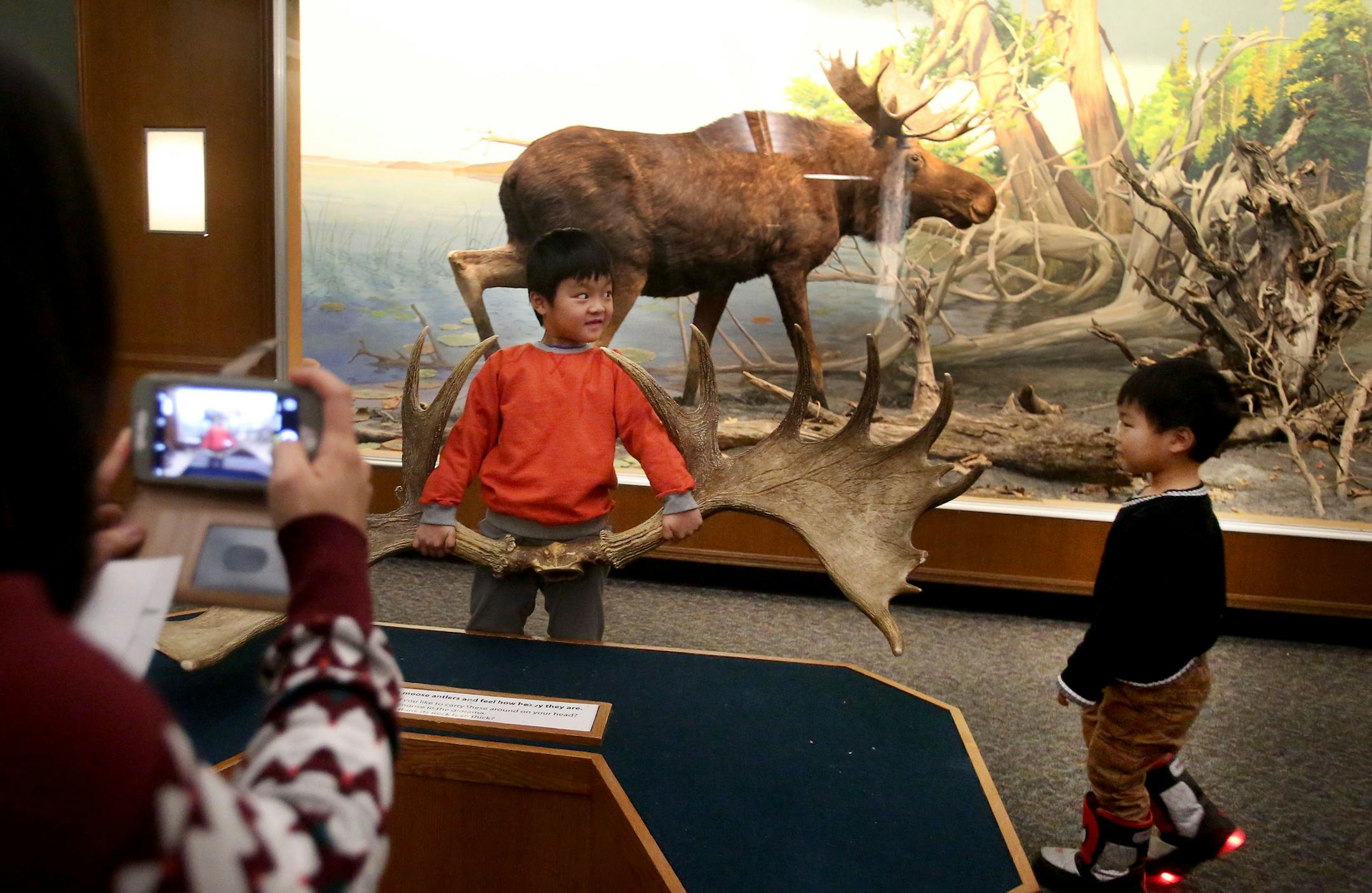 Visitors got to celebrate one last classic Bell Museum of Natural History moment on the University of Minnesota campus Wednesday, Dec. 29, 2016, in Minneapolis, MN, before the museum closes on Friday, Dec. 30 and reopens in a new St. Paul location in summer of 2018. Here, Ann Fu of Woodbury photographs her son Mintai, 6, as he lifts a moose antler near a moose dioramas while brother Minyi, 4, walks by. The Fu family had heard it the Bell Museum would be closing for about a year and decided to se