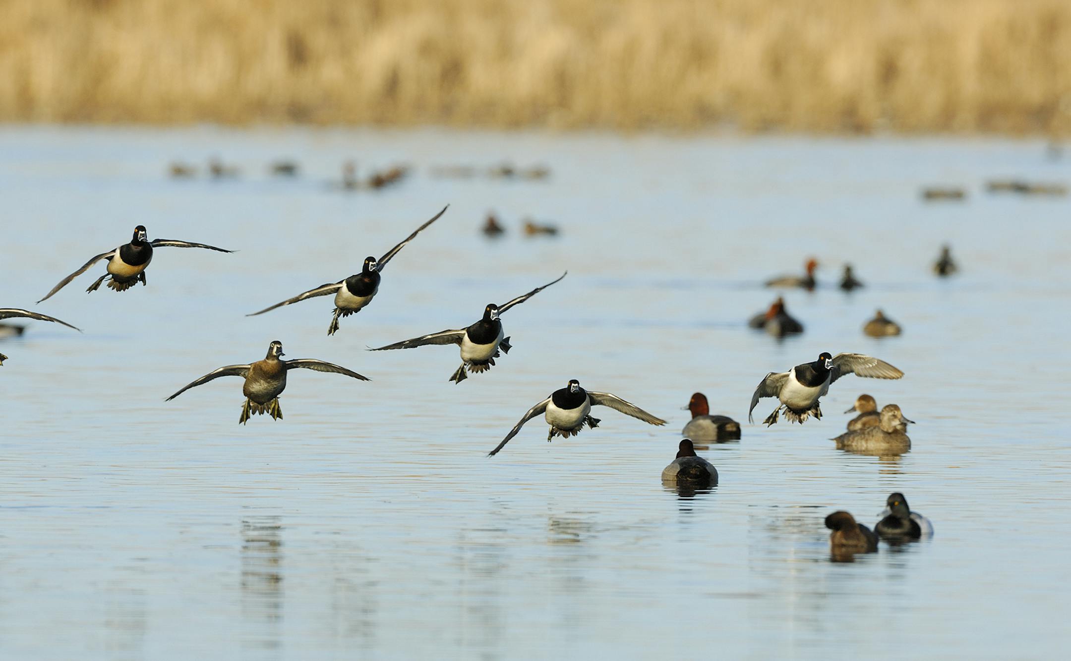 A flock of ring-necked ducks is about to land on the water of a cattails marsh. Ringnecks often gather in huge flocks during spring migration.
