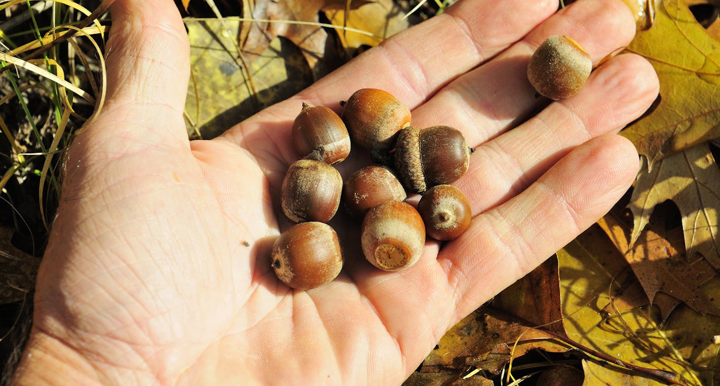 DO NOT USE! ONE-TIME USE WITH BILL MARCHEL COPY ONLY. Photo by Bill Marchel. When nuts like these red oak acorns begin to fall, hunters should be there, because deer and other wildlife will be.