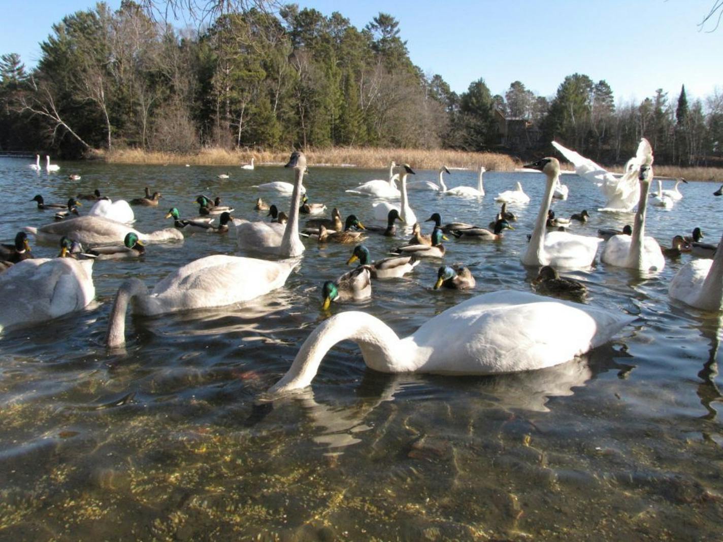 Trumpeter swans flock to Fish Hook River; January and February are the best months to see them as they migrate.