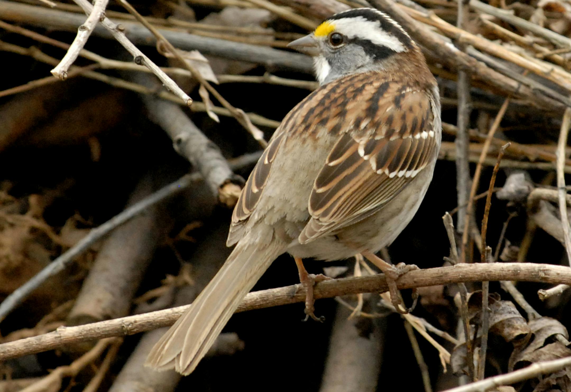White-throated sparrow credit: Jim Williams, special to the Star Tribune
