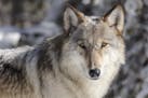 Gray wolves, one of the first animals shielded by the Endangered Species Act after Americans all but exterminated them in the lower 48 states, will no