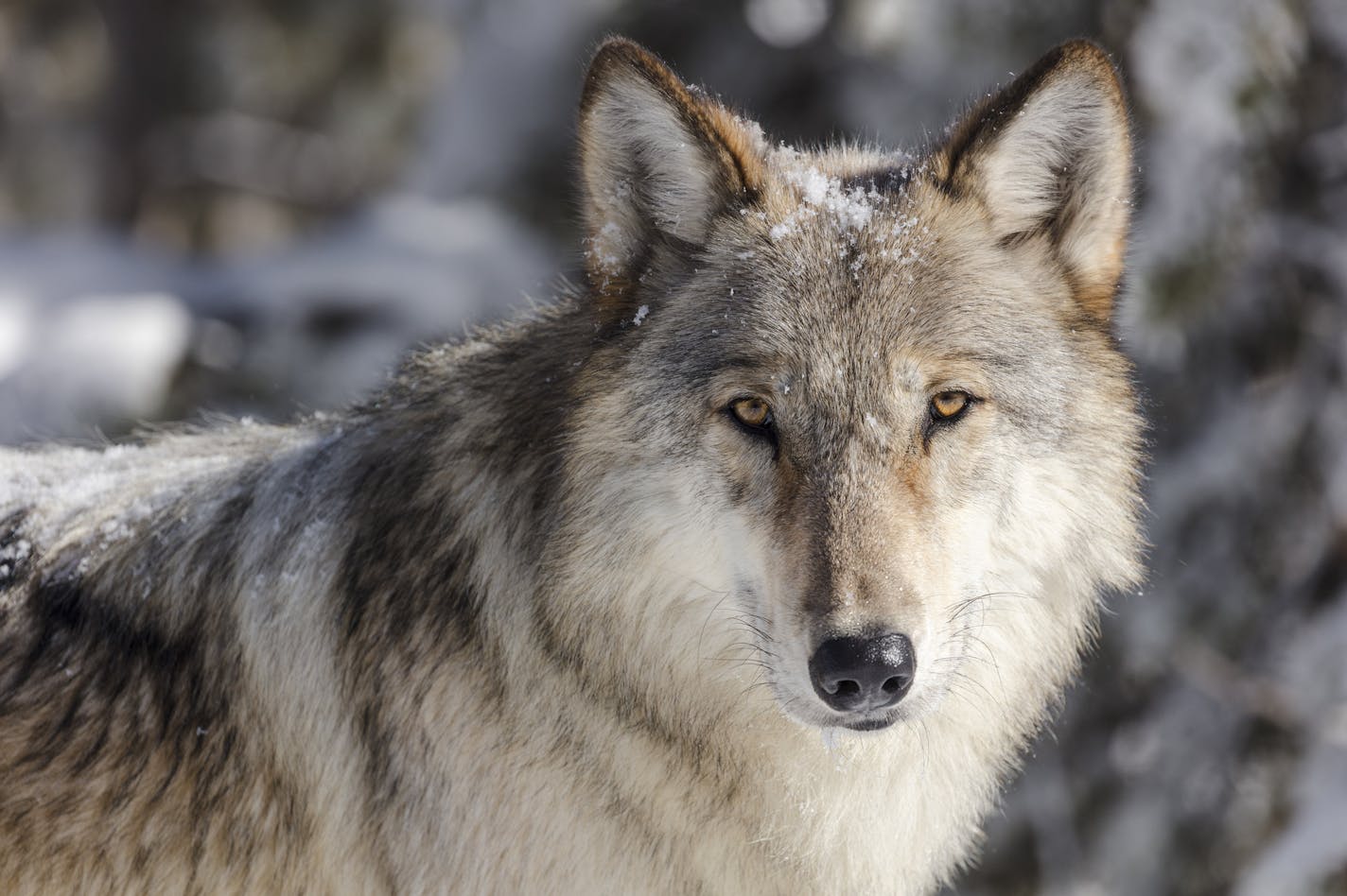 Gray wolves, one of the first animals shielded by the Endangered Species Act after Americans all but exterminated them in the lower 48 states, will no longer receive federal protection, Trump administration officials announced