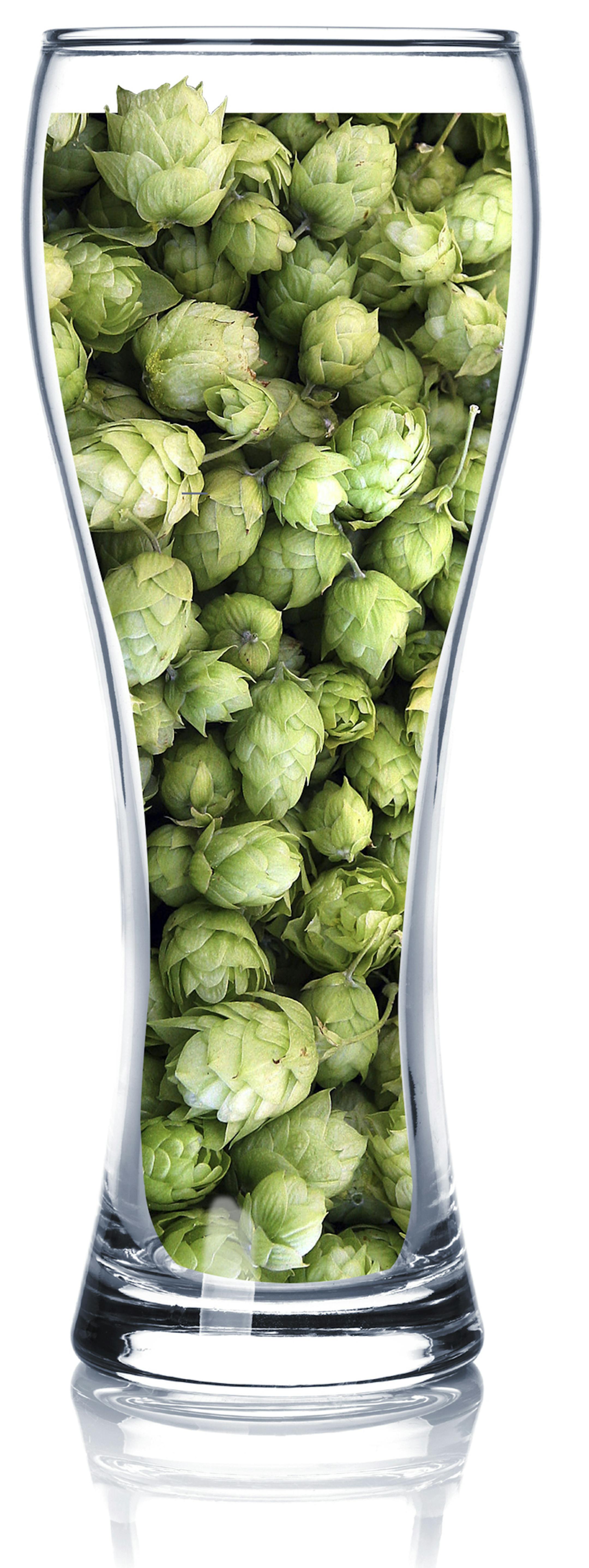 Photo illustration (iStock/AP) for story about using fresh hops in beer.