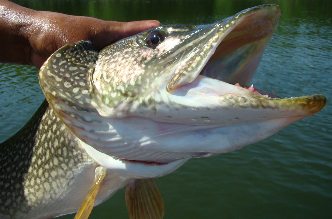 Northern pike can wreak havoc on waterways. Some Maine fishermen