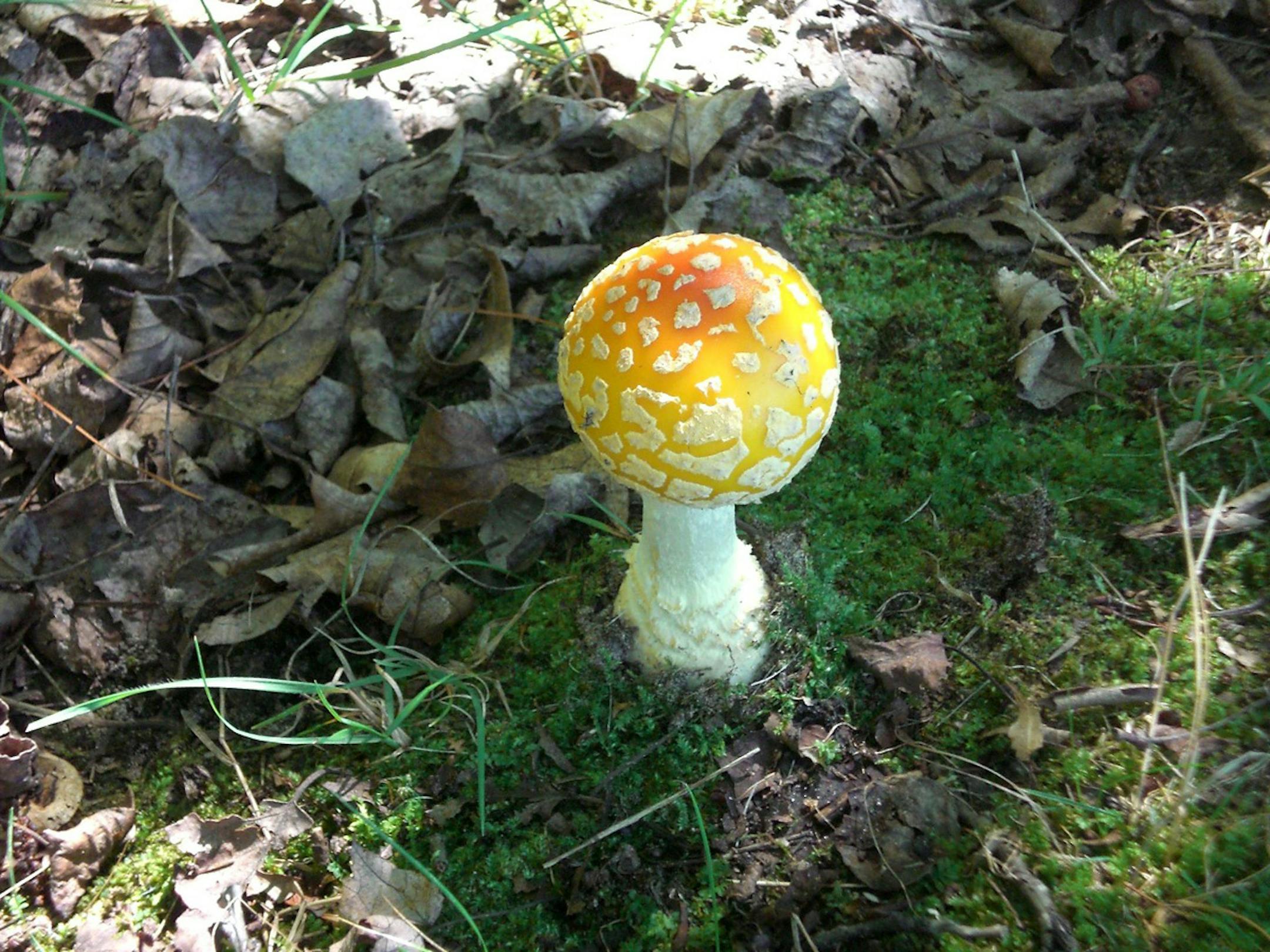 The Fly Agaric Mushroom (Amanita muscaria)--beautiful but toxic.� Photo�by Robert Fulgency