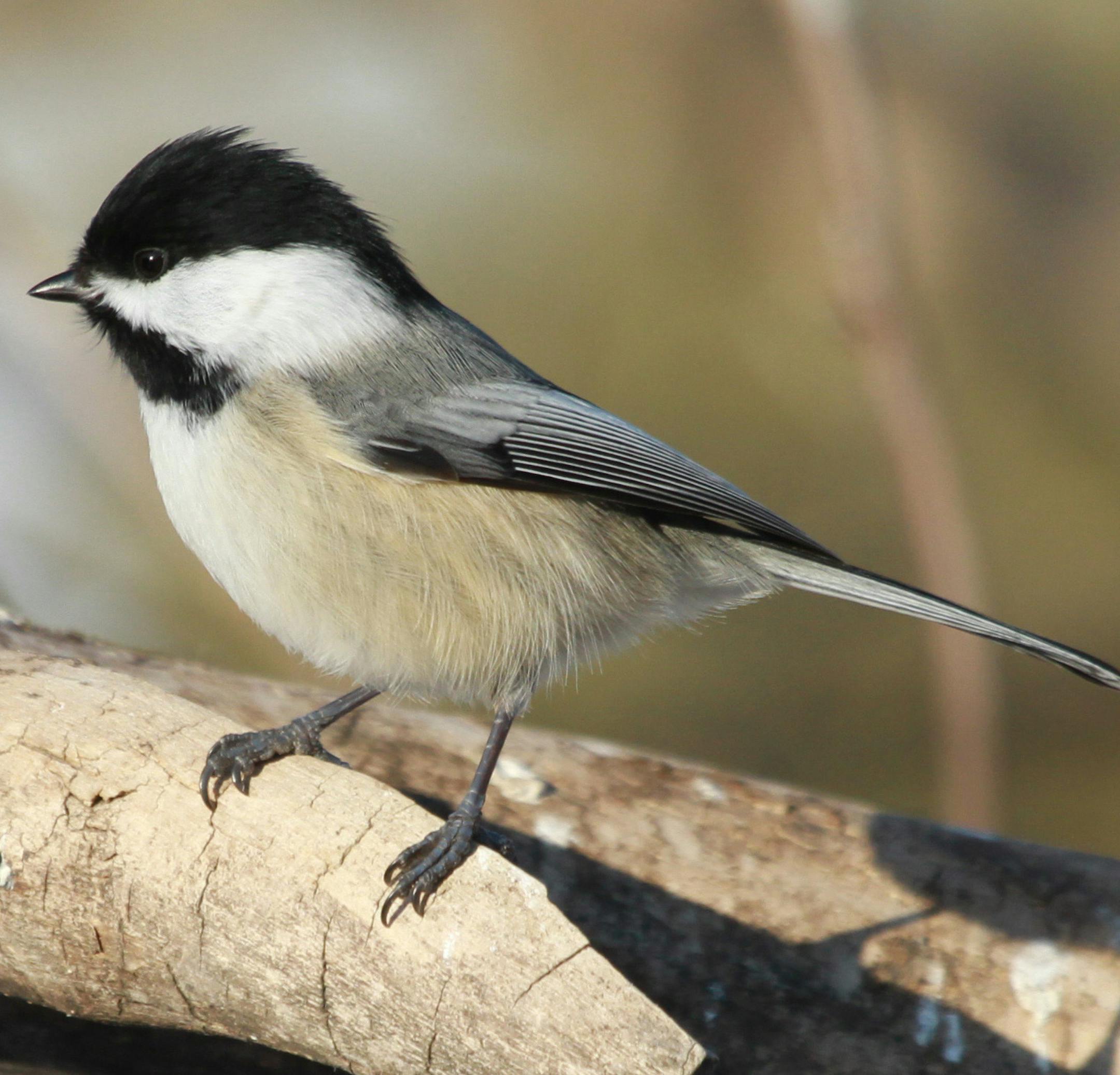 Photo by Don Severson No matter how cold it gets, chickadees never lose their perkiness as they combine agility with curiosity to find enough food to make it through each winter day.