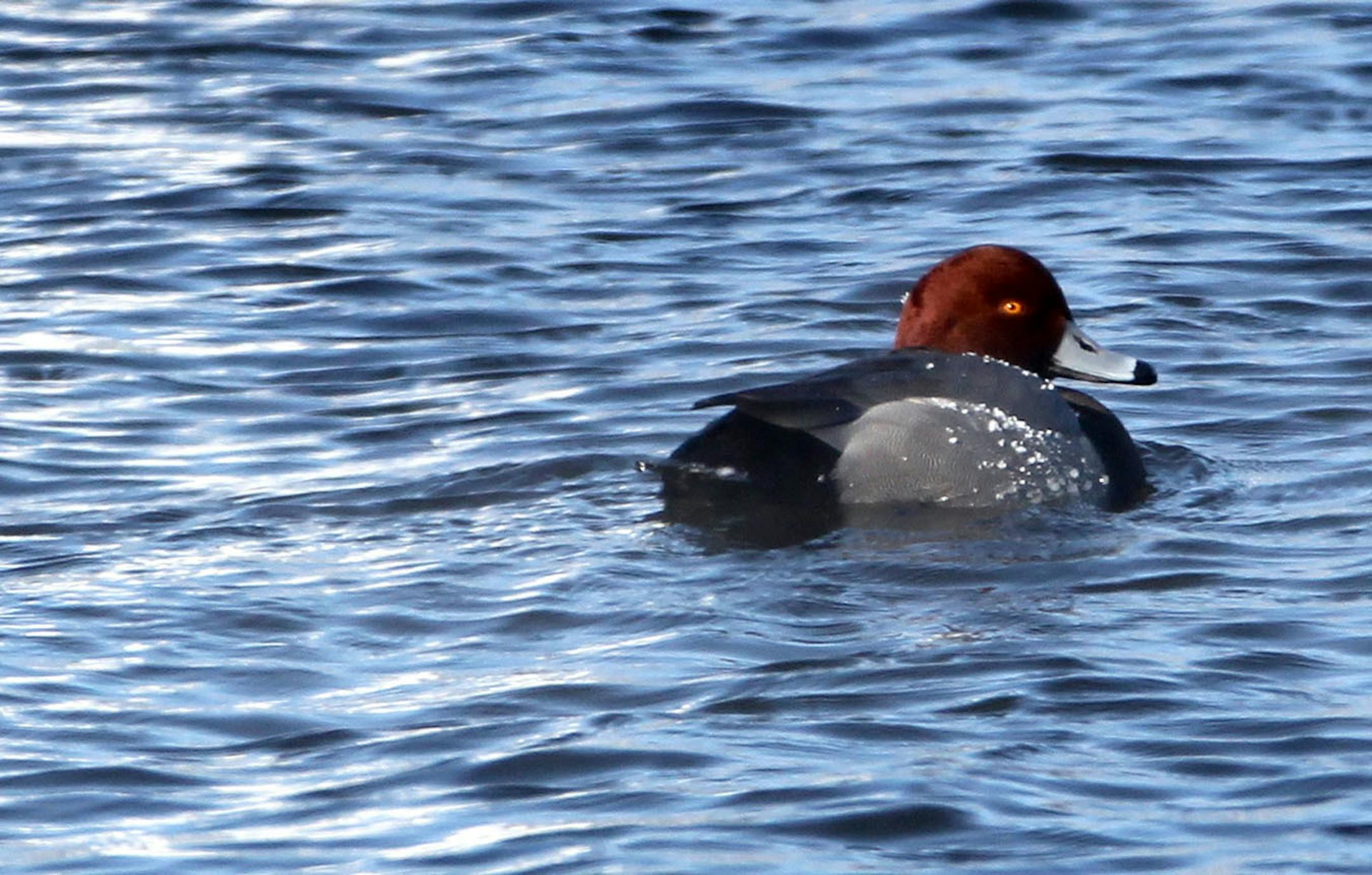 A semi-frosted drake redhead floats in the water as air temps hover below zero Wednesday, Jan. 7, 2015, on the Mississippi River in Red Wing, MN.](DAVID JOLES/STARTRIBUNE)djoles@startribune.com Bald eagles on Mississippi River