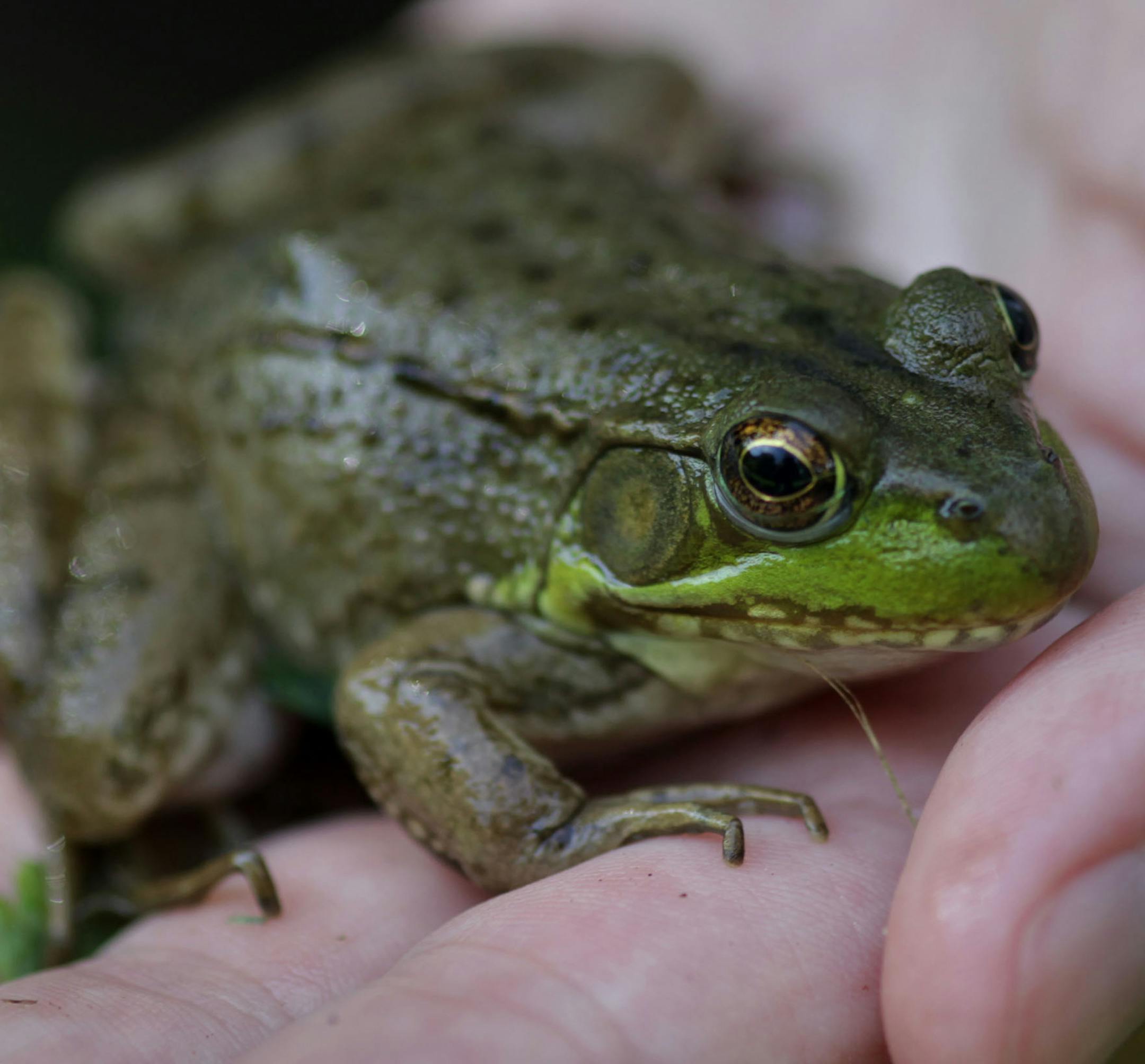 Carol D. Hall holds a green frog at French Regional Park on Thursday morning. ] John J. Moriarty and Carol D. Hall are co-authors of the new book "Amphibians and Reptiles in Minnesota." MONICA HERNDON monica.herndon@startribune.com Plymouth, MN 07/24/14