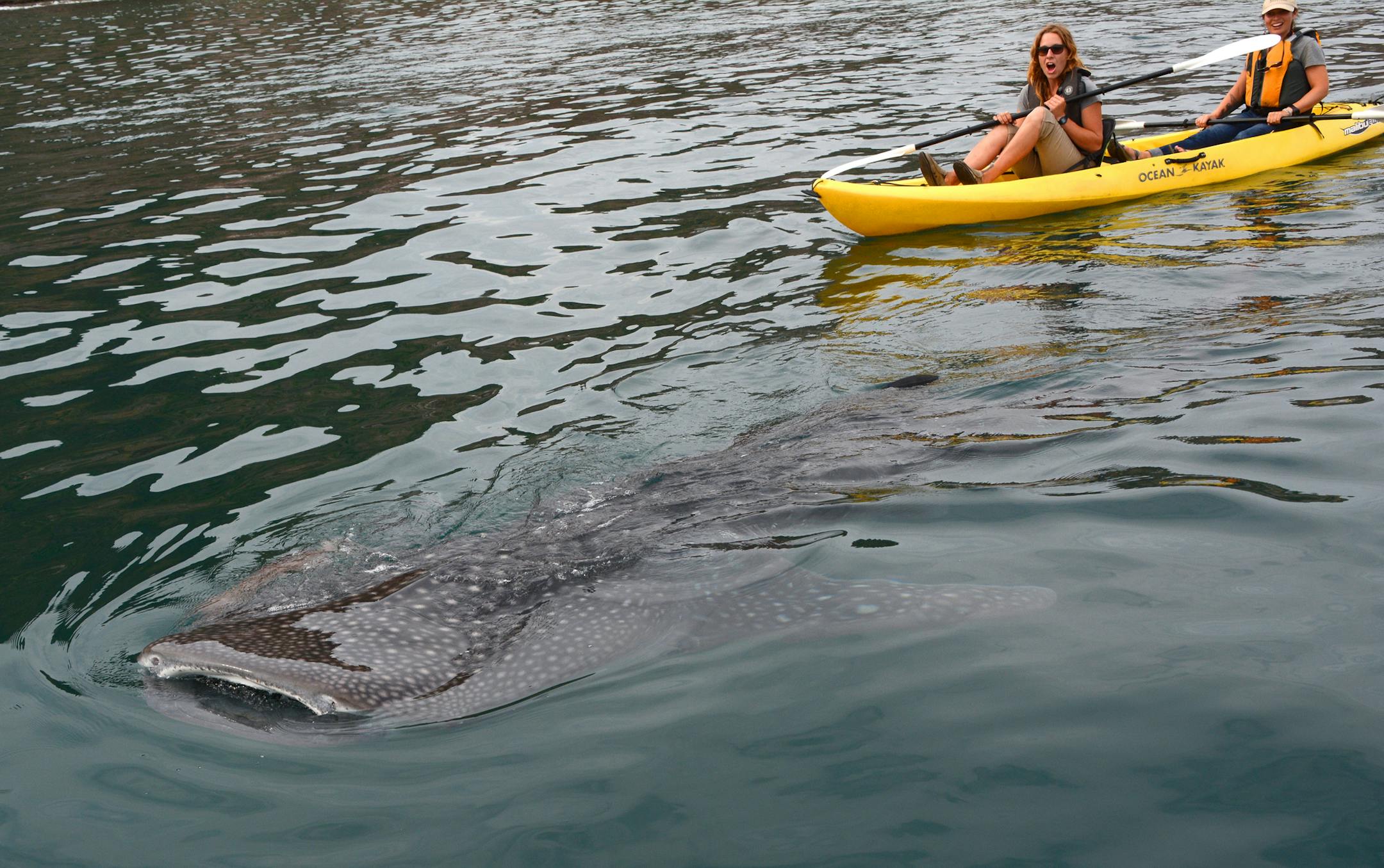 Kayakers from the Safari Endeavor get a nice surprise when they happen upon a† young whale shark feeding on plankton near the surface. Whales sharks can live 100-150 years and grow to 60 feet in length. Photo provided by Un-Cruise Adventures/John Howard