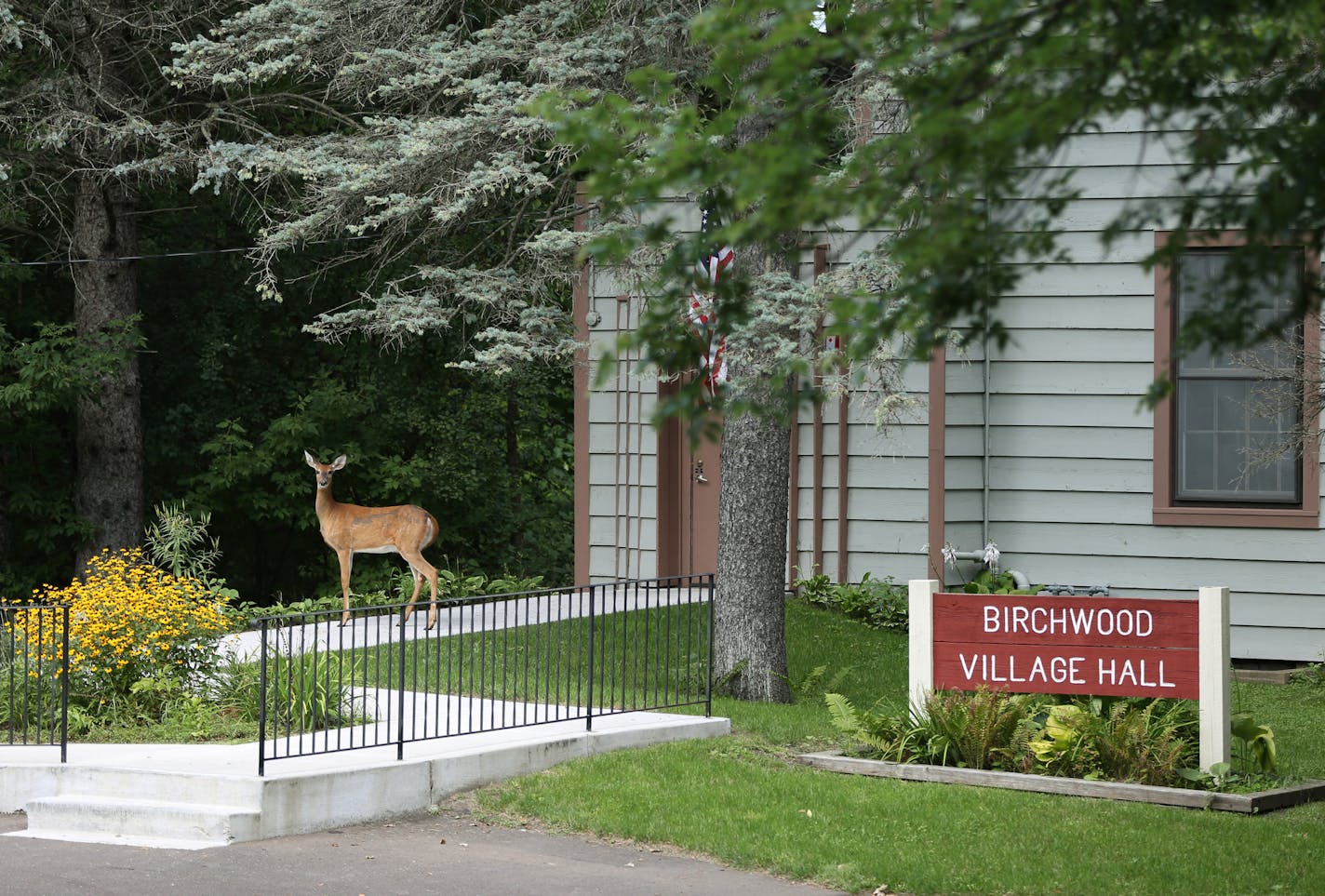 A deer stops after walking in front of the City Hall building in Birchwood Village, Minn. The small Minnesota town was divided when the Jefferson family who has resided there for over fifty years, became the home of the patriarch's grandson, a Level III sex offender. ] Birchwood Village, a town of 878 on the southern end of White Bear Lake, Minn., became divided when Joseph Zacher, a Level III sex offender, moved into his grandfather's home. SHARI L. GROSS / sgross@startribune.com