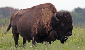 Cody, the 19 year old bull of the Northstar Bison herd got used to his surroundings after he and 35 other bison were released from a transport truck a
