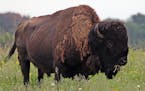 Cody, the 19 year old bull of the Northstar Bison herd got used to his surroundings after he and 35 other bison were released from a transport truck a
