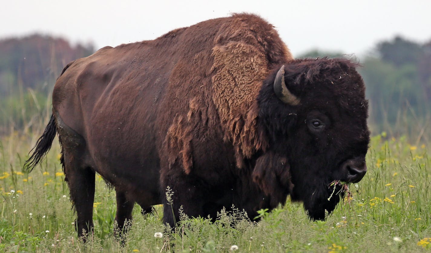 Cody, the 19 year old bull of the Northstar Bison herd got used to his surroundings after he and 35 other bison were released from a transport truck at the sixth bison release at the Belwin Conservancy in Afton. The public was invited to experience the energy of a herd of 35 bison as they were released onto the 150 acre restored prairie just off Division Street in Afton, Minnesota. The bison will spend 4-months free range grazing on Belwin Conservancy land. The herd is from Northstar Bison, Rice