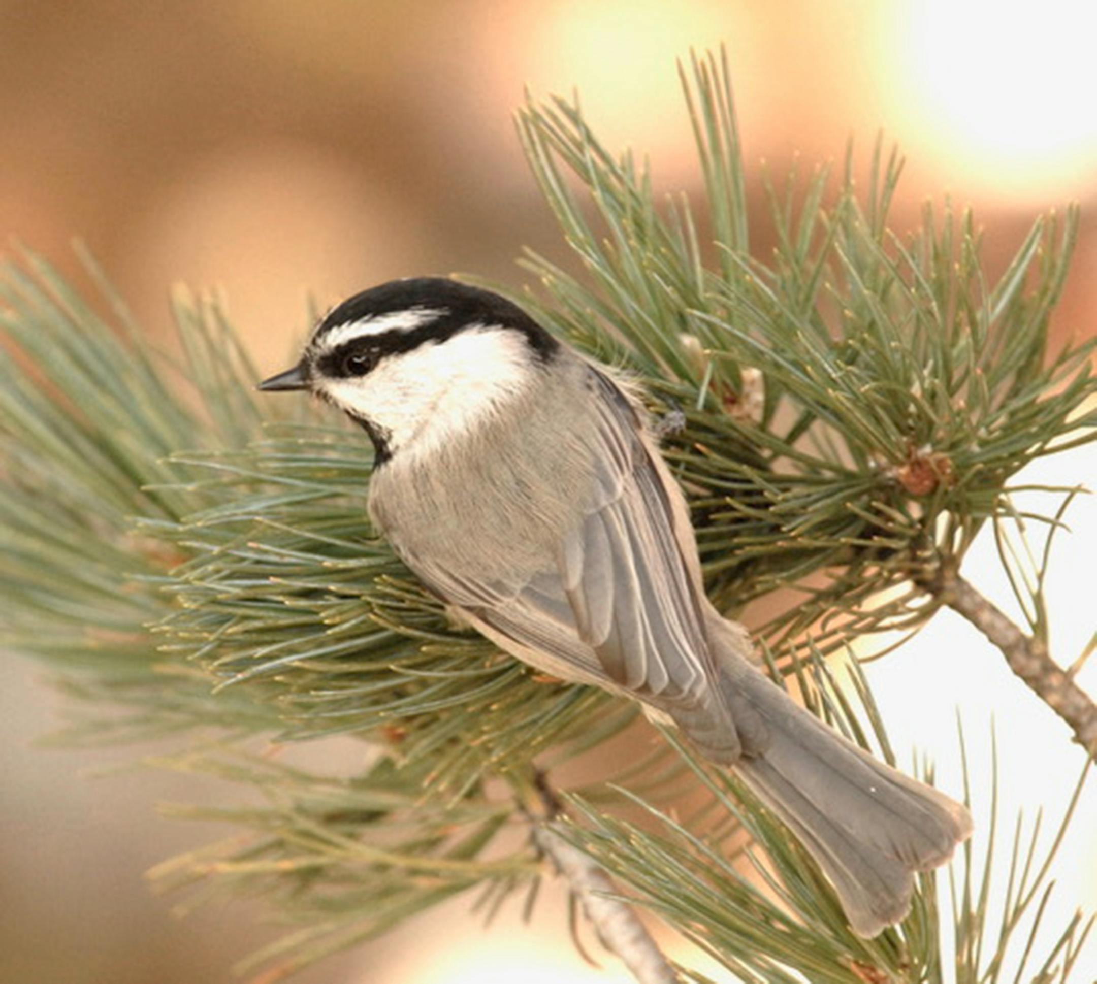 A mountain chickadee perches in a pine tree branch.