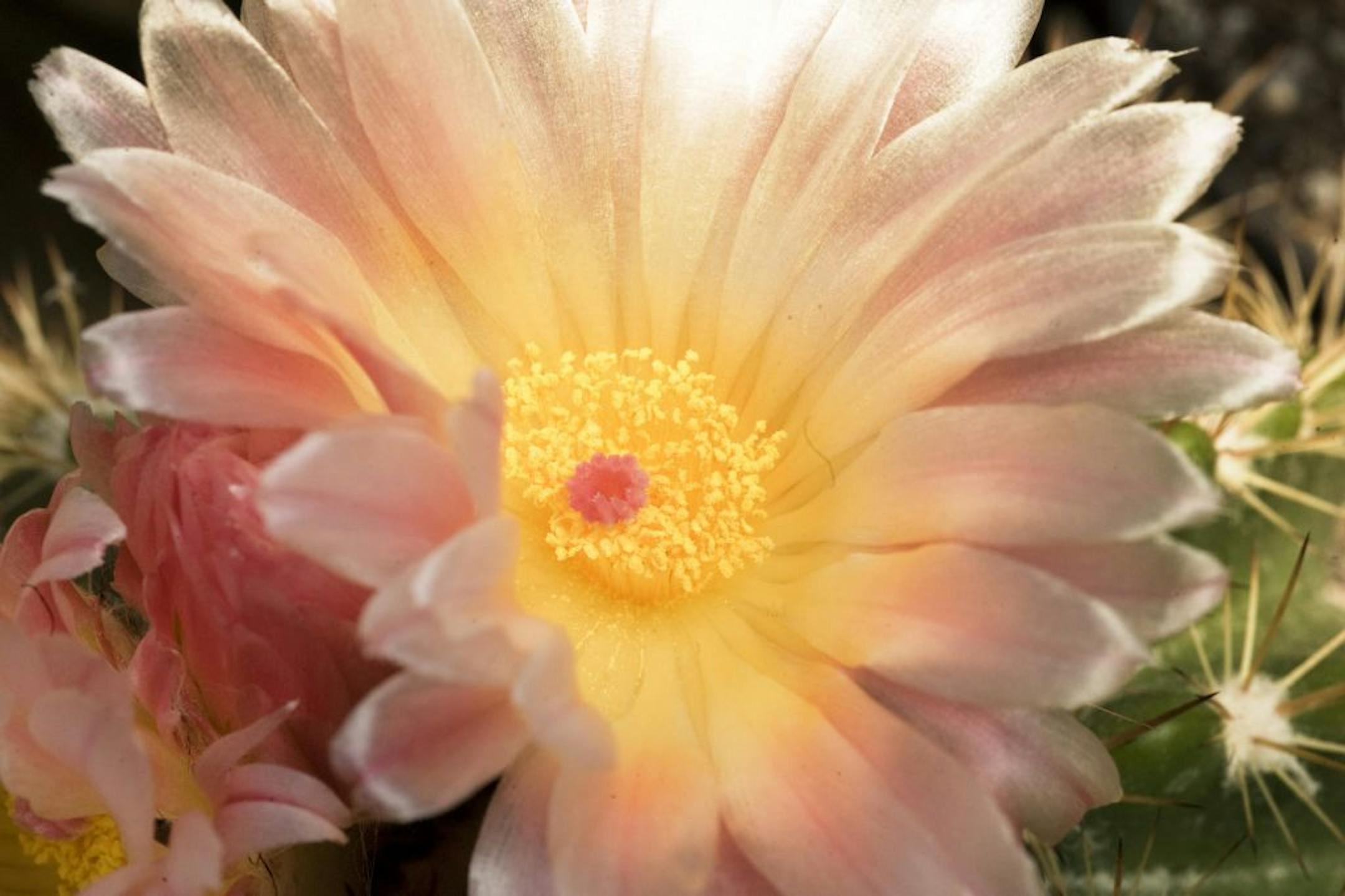 Parodia Roseoluteus