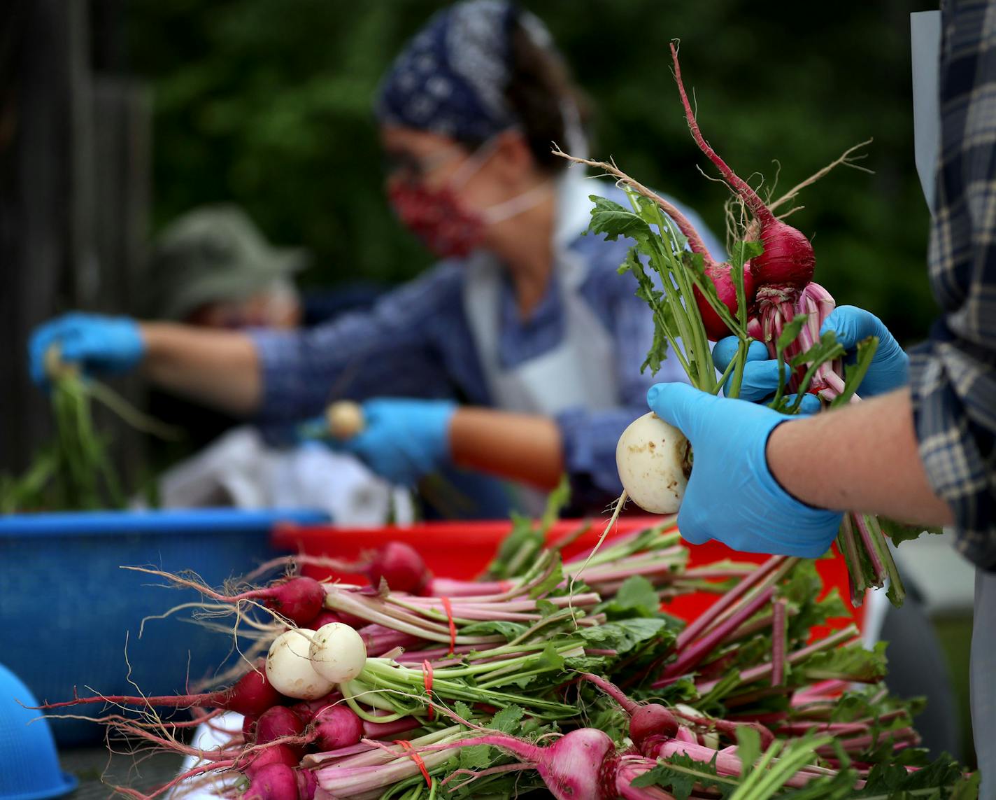 Farmers and volunteers prepare turnips for CSA boxes at Women's Environmental Institute's Amador Hill Farm Thursday in North Branch.] DAVID JOLES • david.joles@startribune.com The Women's Environmental Institute (WEI) is tucked away atop a sweet patch of farmland on the St. Croix River, an hour's drive from Minneapolis. The Institute's Amador Hill Farm program in North Branch, Minn., is a 70-acre organic farm mecca, with eight hoop houses growing seasonal produce, a greenhouse, an apple orchard